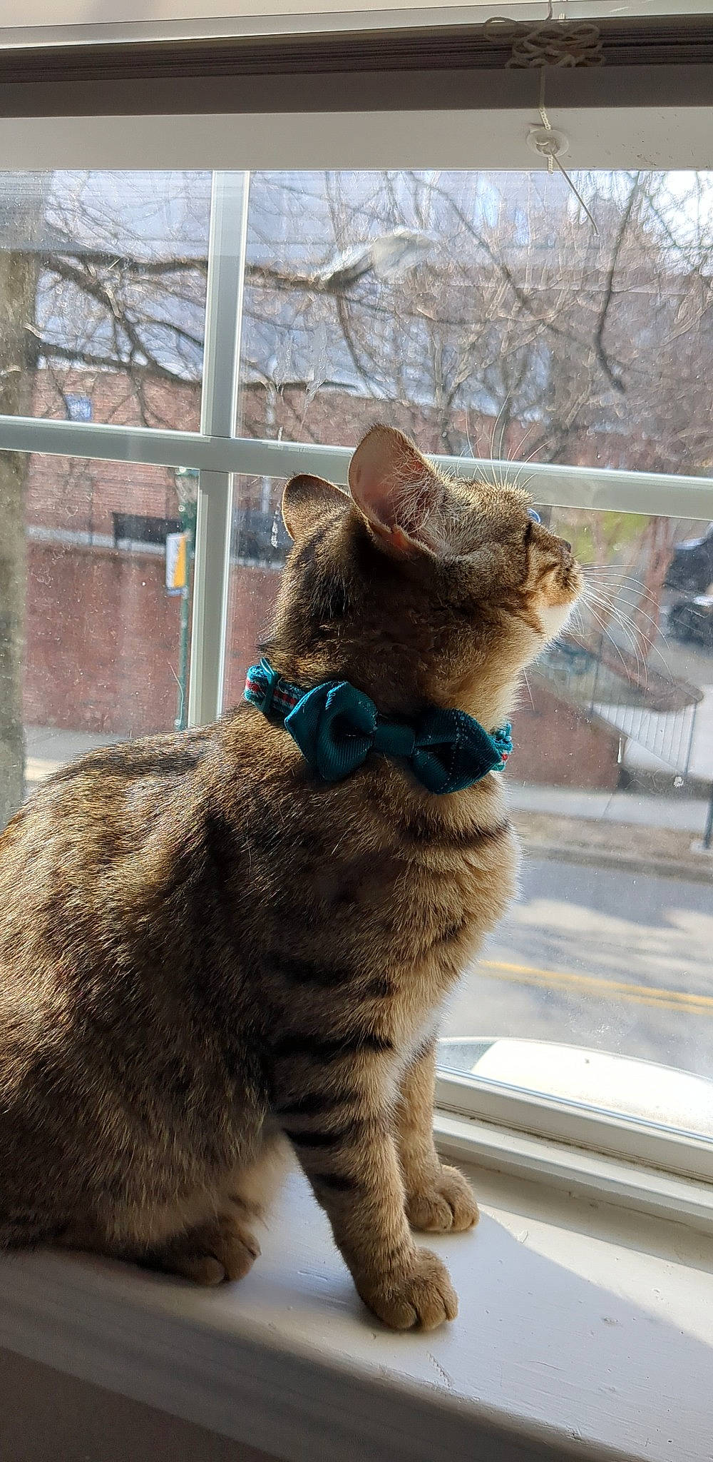 Bartholomew is registered to the contest to win money with this photo: carnivore, cat, claw, collar, domestic_short_haired_cat, fawn, felidae, fur, glass, paw, sitting, small_to_medium_sized_cats, snout, tail, terrestrial_animal, tree, whiskers, wildlife, window