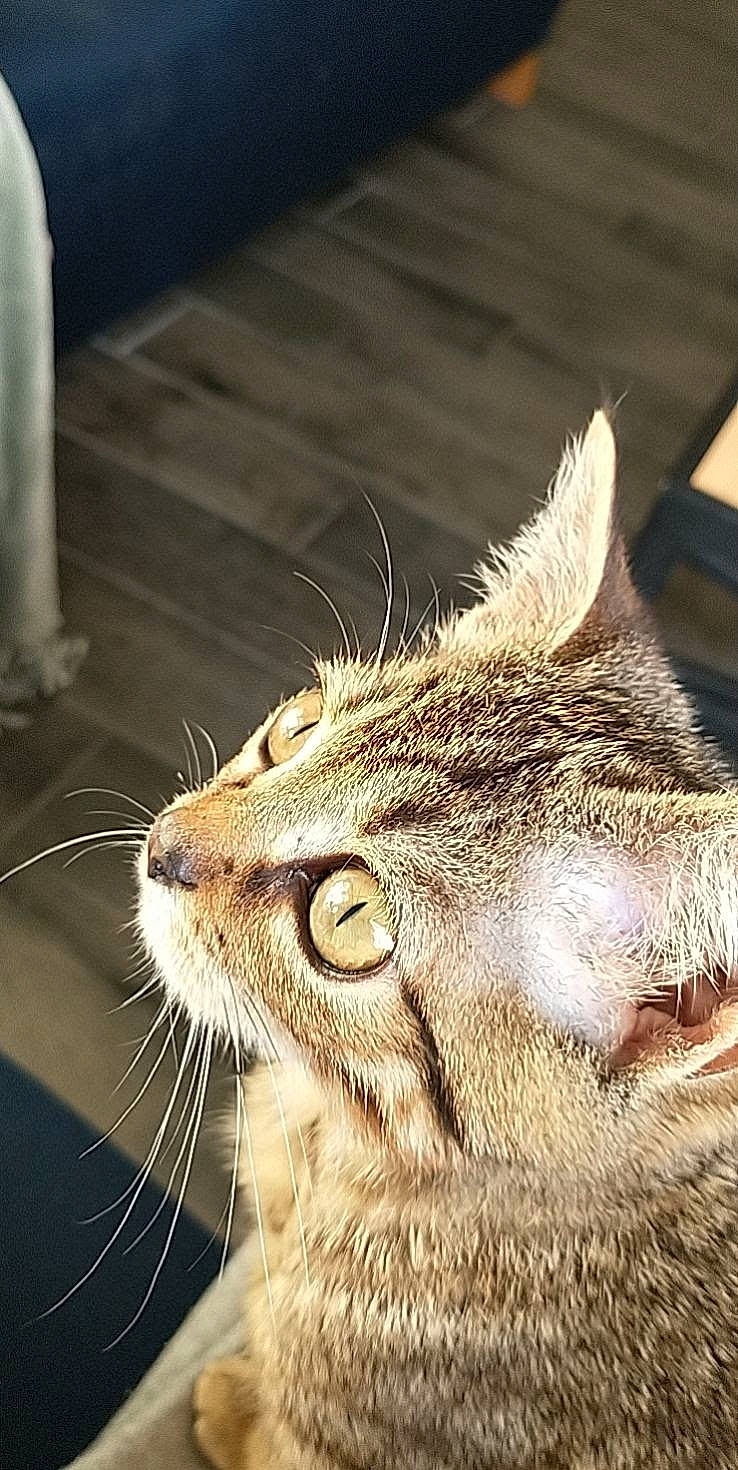 Bartholomew is registered to the contest to win money with this photo: carnivore, cat, claw, domestic_short_haired_cat, fang, felidae, fur, macro_photography, paw, small_to_medium_sized_cats, snout, terrestrial_animal, whiskers, wildlife