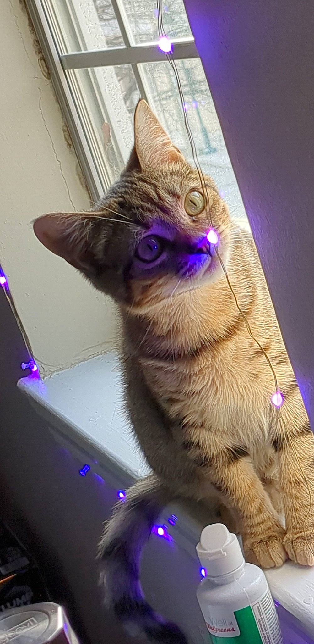 Bartholomew joined the competition — help win amazing prizes! carnivore, cat, cone, costume_hat, domestic_short_haired_cat, event, fawn, felidae, fur, magenta, party_hat, paw, purple, small_to_medium_sized_cats, snout, tail, violet, visual_arts, whiskers, wing