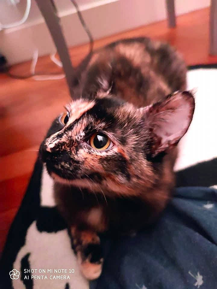 Sarabi participe au concours pour gagner de l'argent avec cette photo : canidae, carnivore, cat, dog_breed, ear, eye, felidae, fur, kitten, mammal, puppy, small_to_medium_sized_cats, snout, whiskers