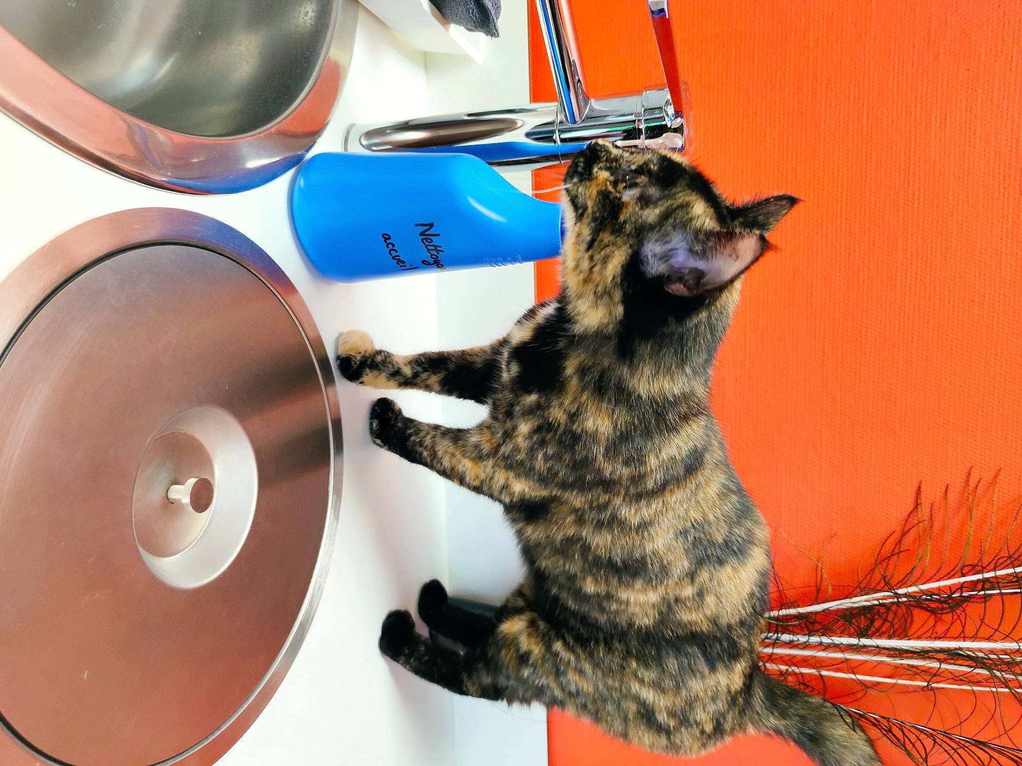 Sarabi a rejoint le concours — aidez-le/la à gagner de superbes lots ! carnivore, cat, domestic_short_haired_cat, dragon_li, european_shorthair, felidae, kitten, small_to_medium_sized_cats, tabby_cat, wheel, whiskers