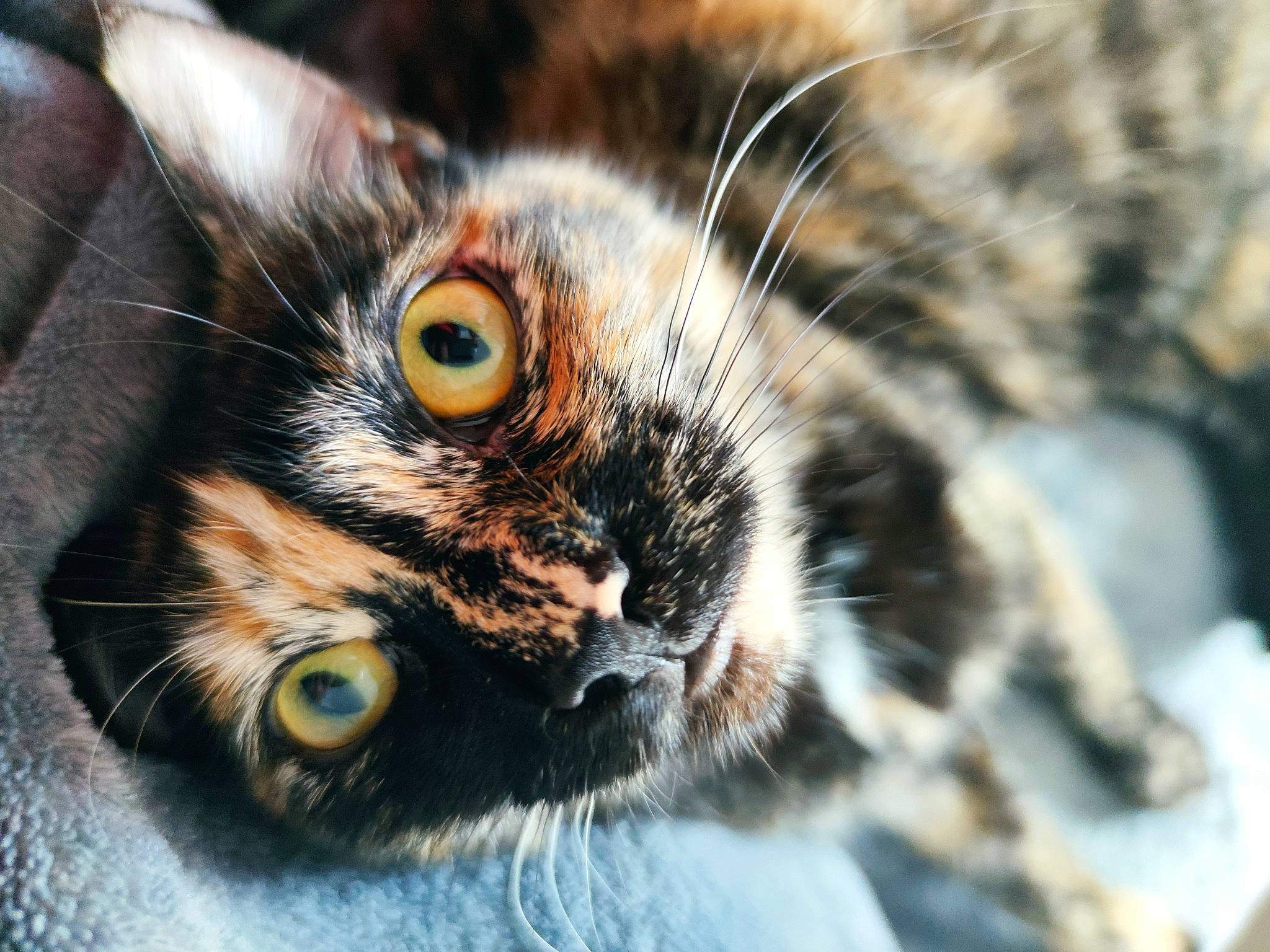 Sarabi participe au concours pour gagner de l'argent avec cette photo : american_shorthair, american_wirehair, asian, carnivore, cat, claw, close_up, domestic_short_haired_cat, european_shorthair, eye, felidae, fur, kitten, nose, organ, organism, small_to_medium_sized_cats, snout, tabby_cat, whiskers