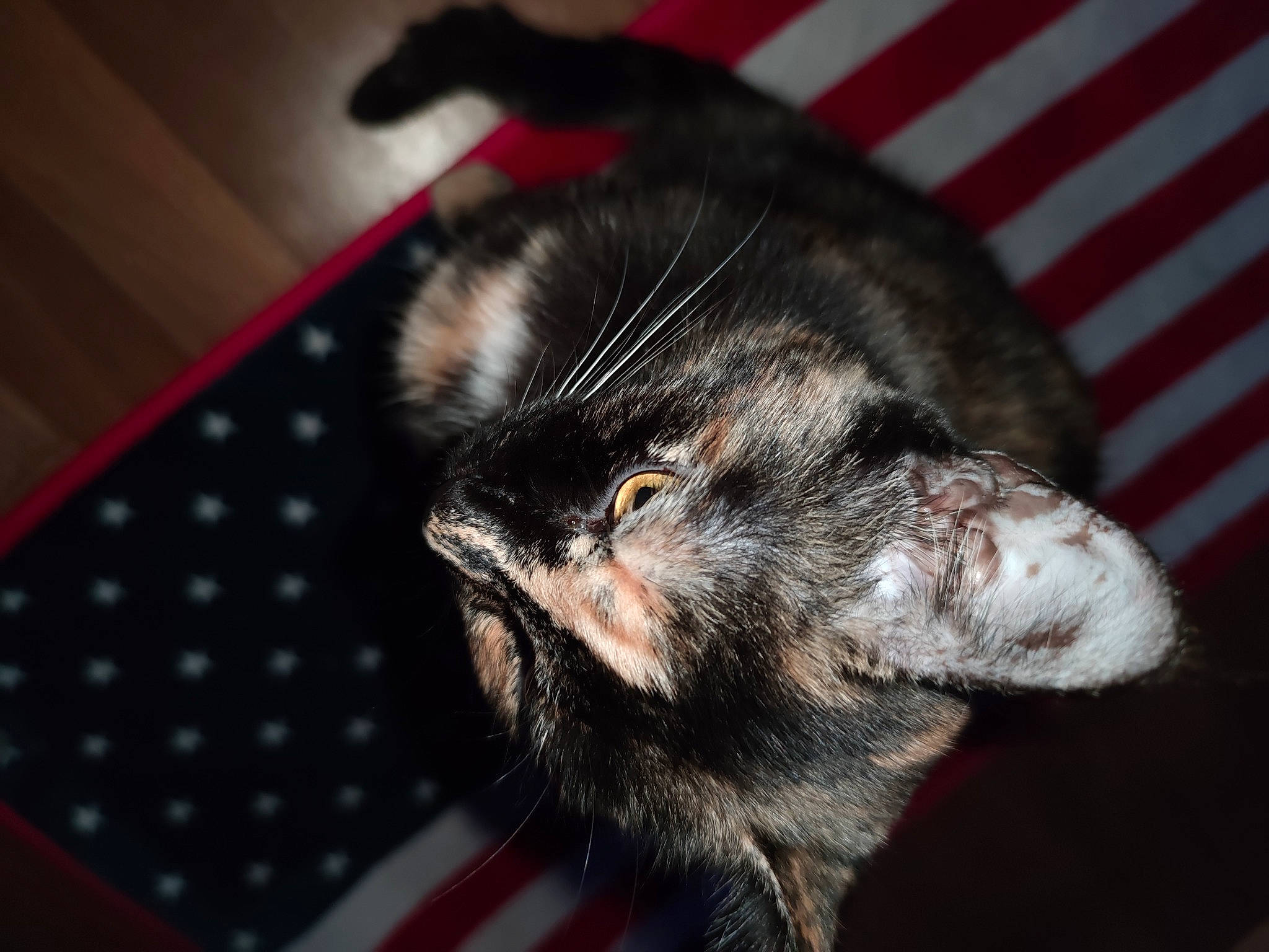 Sarabi a rejoint le concours — aidez-le/la à gagner de superbes lots ! asian, carnivore, cat, claw, domestic_short_haired_cat, ear, felidae, fur, kitten, polydactyl_cat, small_to_medium_sized_cats, snout, tail, whiskers