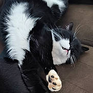 Olaf a rejoint le concours — aidez-le/la à gagner de superbes lots ! adorable, animal, black_and_white, cat, close_up, cozy, cute, domestic_animal, feline, fur, indoor, lying_down, paw, pet, playful, relaxed, resting, sleepy, soft, whiskers