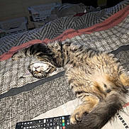 Berlioz a rejoint le concours — aidez-le/la à gagner de superbes lots ! cat, tabby_cat, bed, blanket, remote_control, fluffy, sleeping, indoor, resting, pet, fur, striped, relaxed, cozy, domestic_animal, tail, soft, comfort, feline, nap