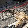 bed, blanket, cat, comfort, cozy, domestic_animal, feline, fluffy, fur, indoor, nap, pet, relaxed, remote_control, resting, sleeping, soft, striped, tabby_cat, tail