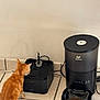 kitten, orange_cat, cat, water_fountain, automatic_feeder, kibble, black_device, floor_tiles, curious, pet, indoor, animal, small_cat, feeding_station, cords, white_wall, pet_food, young_cat, domestic_cat, home