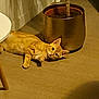 cat, orange_tabby, carpet, plant_pot, indoor, floor, pet, feline, relaxed, curious, animal, domestic, home, cute, lying_down, ears, whiskers, tail, eye_contact, cozy