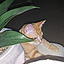 Anakin a rejoint le concours — aidez-le/la à gagner de superbes lots ! cat, orange_tabby, plant, leaf, potted_plant, indoor, pet, animal, curious, resting, paw, soft_surface, cozy, feline, houseplant, green_leaf, tabby, cute, whiskers, domestic_cat