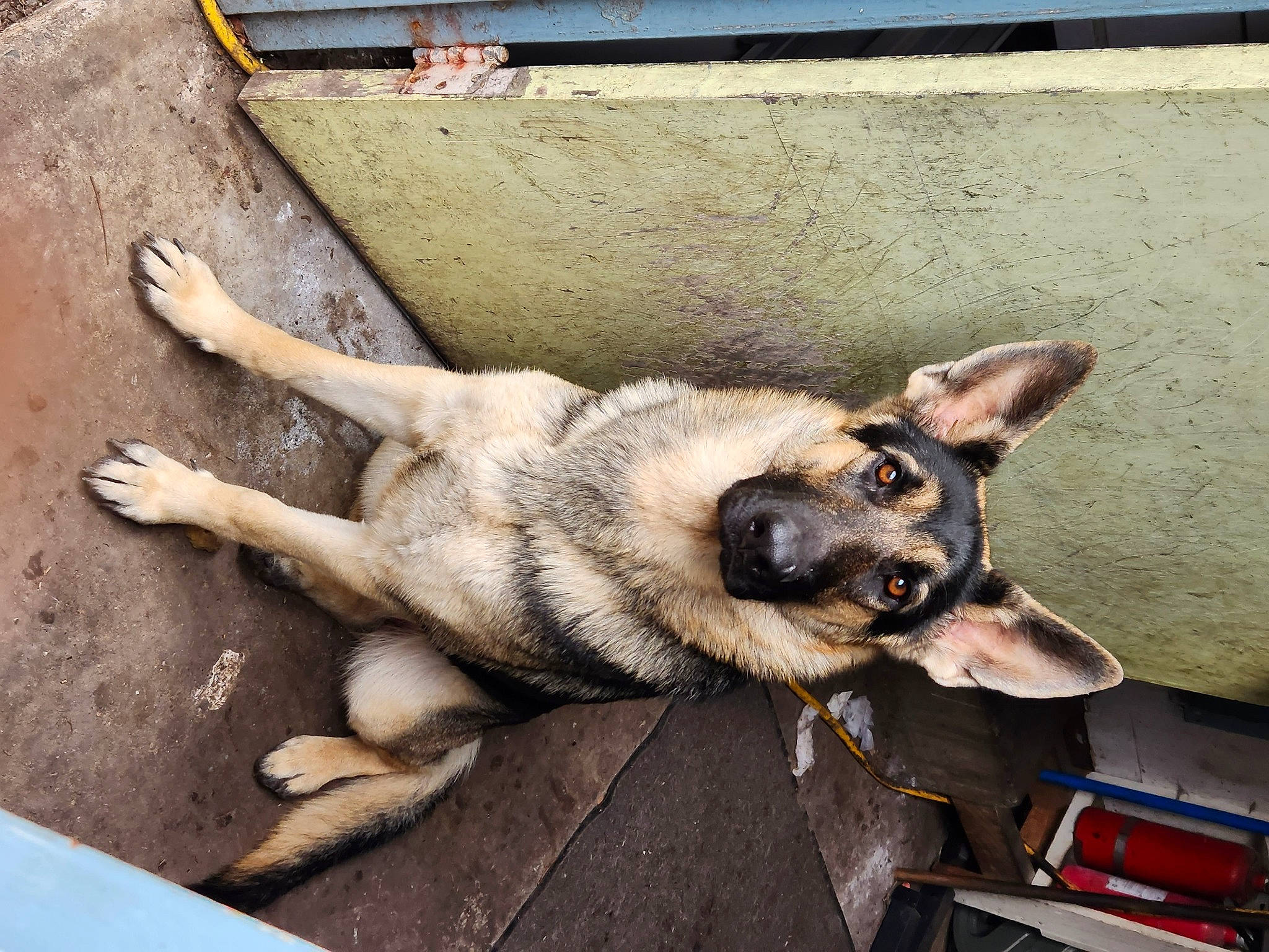 Tia is registered to the contest to win money with this photo: canidae, carnivore, companion_dog, dog, dog_breed, dog_supply, fur, german_shepherd_dog, herding_dog, king_shepherd, old_german_shepherd_dog, paw, plant, sporting_group, terrestrial_animal, working_animal, working_dog