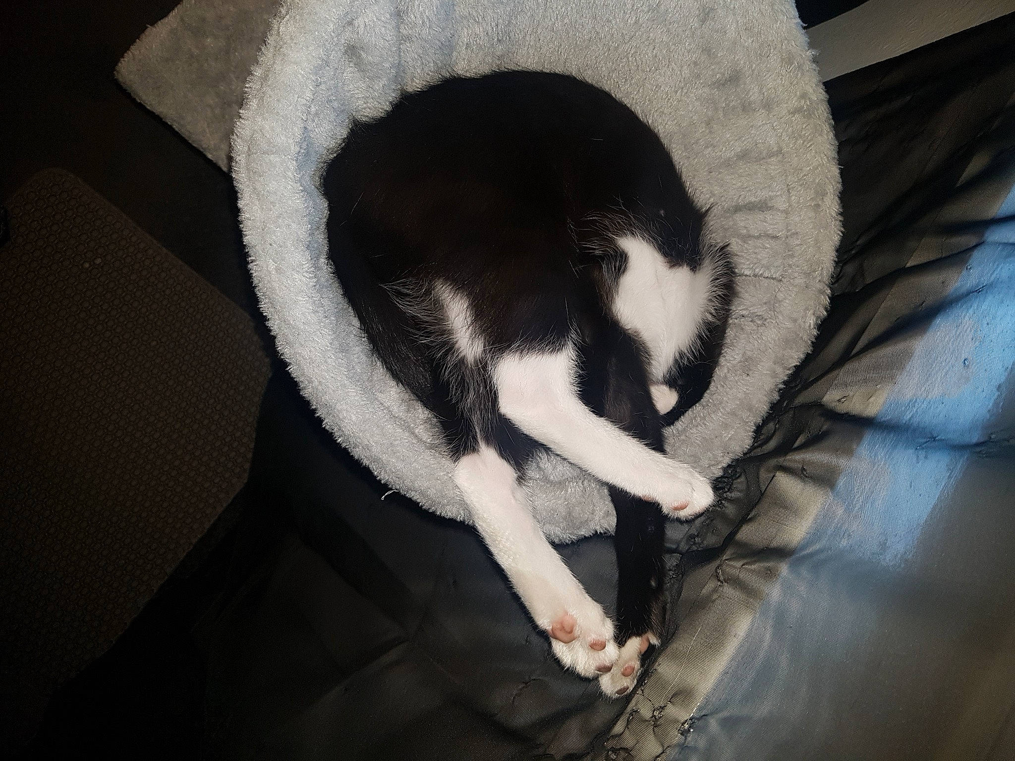 Tilly joined the competition — help win amazing prizes! canidae, carnivore, cat, comfort, darkness, dog_breed, domestic_short_haired_cat, felidae, flash_photography, fur, human_leg, monochrome_photography, nap, paw, small_to_medium_sized_cats, snout, sporting_group, tail, tints_and_shades, whiskers