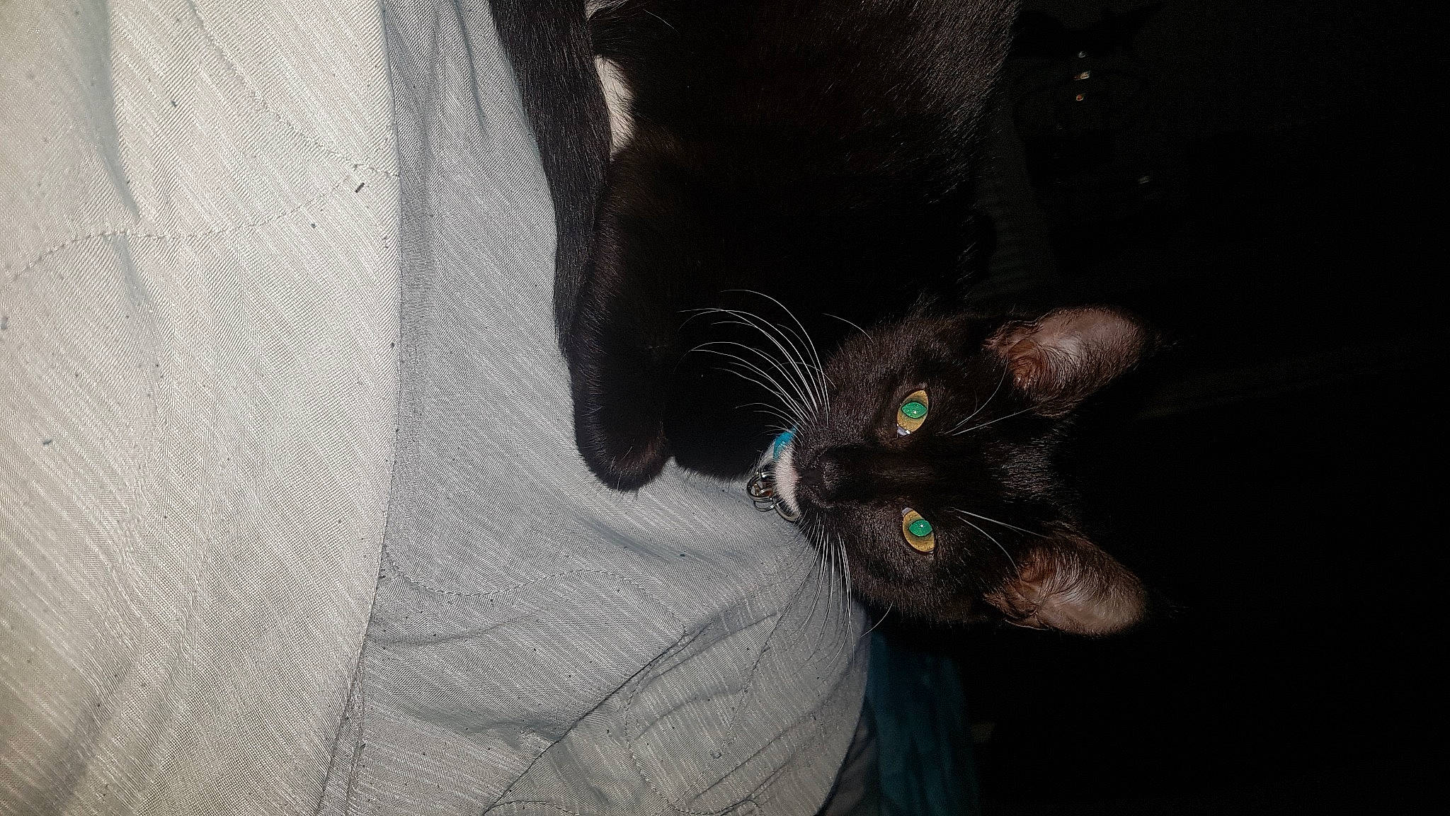 Tilly is registered to the contest to win money with this photo: black_cat, carnivore, cat, claw, comfort, domestic_short_haired_cat, electric_blue, felidae, foot, fur, gesture, grey, human_leg, paw, small_to_medium_sized_cats, snout, sporting_group, tail, thigh, whiskers