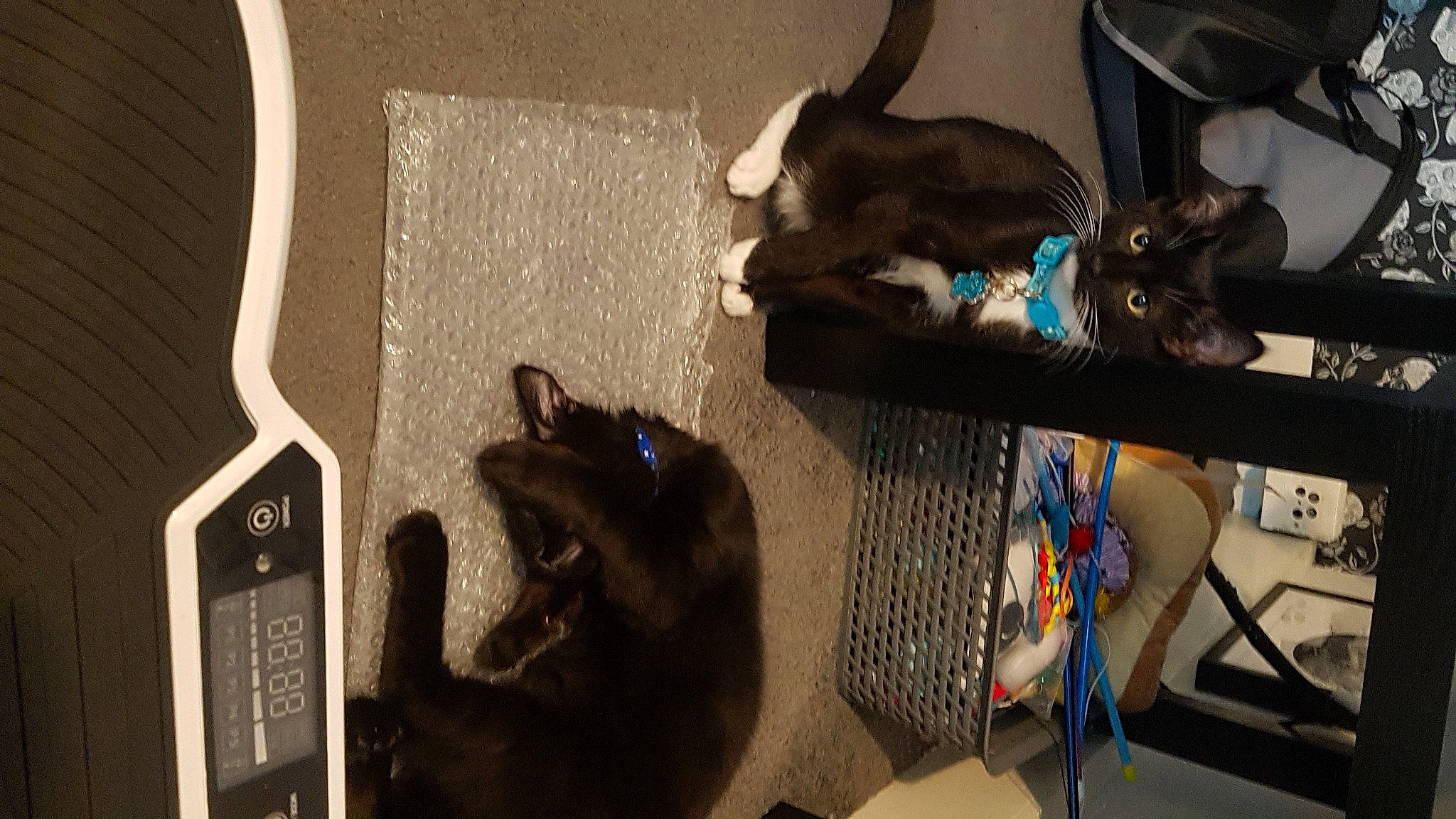 Tilly is registered to the contest to win money with this photo: audio_equipment, black_cat, canidae, carnivore, cat, comfort, companion_dog, dog, dog_breed, domestic_short_haired_cat, fawn, felidae, fur, guard_dog, room, shadow, small_to_medium_sized_cats, sporting_group, tail, whiskers