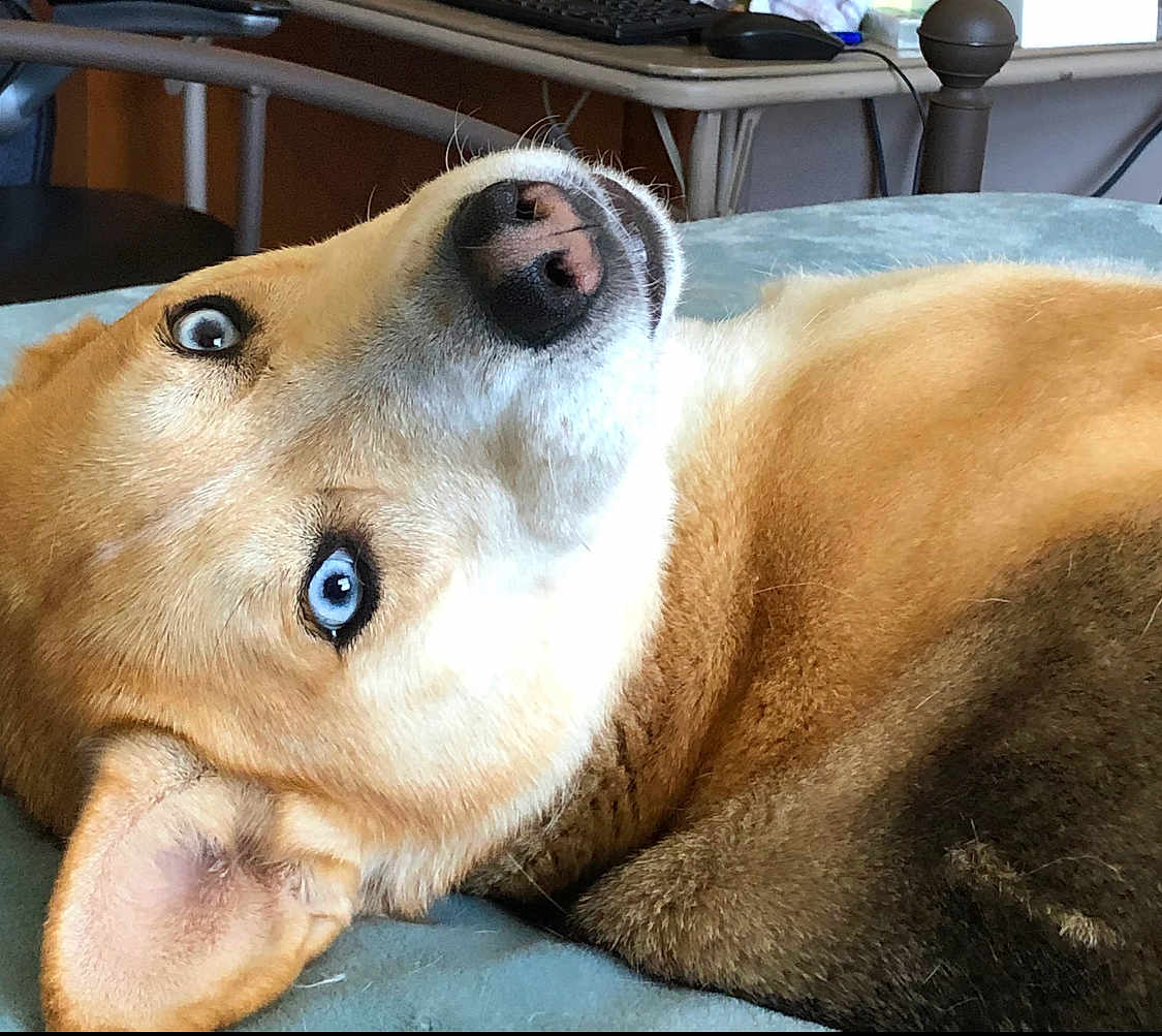 Loki