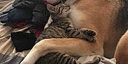 Loki joined the competition — help win amazing prizes! animal, bed, blanket, collar, comfort, cozy, cute, dog, domestic, friendship, fur, indoor, kitten, paw, pet, resting, sleeping, snuggling, striped, tabby