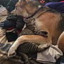 animal, bed, blanket, collar, comfort, cozy, cute, dog, domestic, friendship, fur, indoor, kitten, paw, pet, resting, sleeping, snuggling, striped, tabby