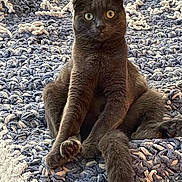 Mimi joined the competition — help win amazing prizes! cat, grey_cat, heterochromia, folded_ears, sitting, curious, pet, indoor, rug, textured_rug, close_up, feline, animal, cute, unique_eyes, whiskers, paws, soft_fur, relaxed, domestic_cat