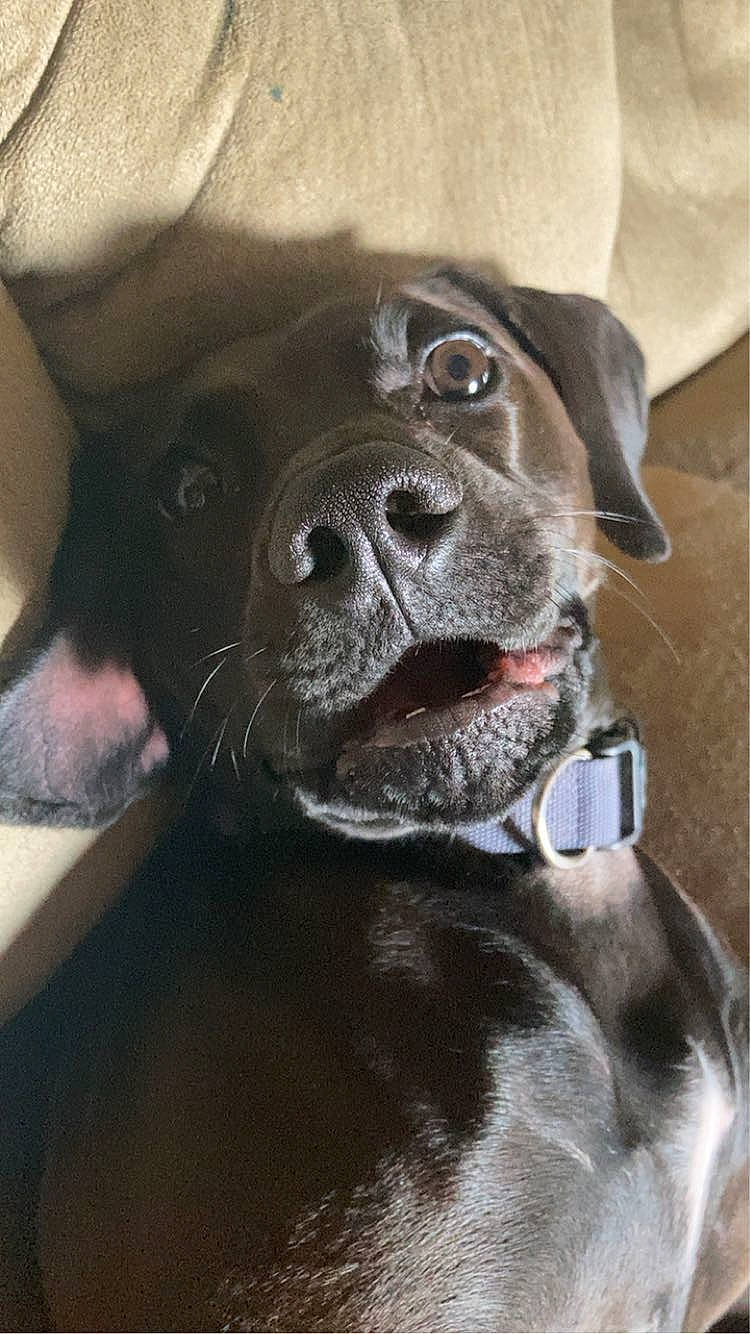 Melly joined the competition — help win amazing prizes! borador, canidae, carnivore, collar, comfort, companion_dog, dog, dog_breed, dog_collar, fawn, fur, grey, liver, pet_supply, snout, sporting_group, terrestrial_animal, whiskers, working_animal, working_dog