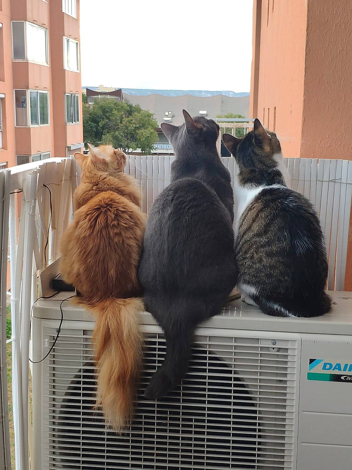 Charlie participe au concours pour gagner de l'argent avec cette photo : black_cat, building, carnivore, cat, companion_dog, domestic_short_haired_cat, felidae, flooring, fur, hat, house, room, small_to_medium_sized_cats, tail, textile, tree, whiskers, window, wood, wool