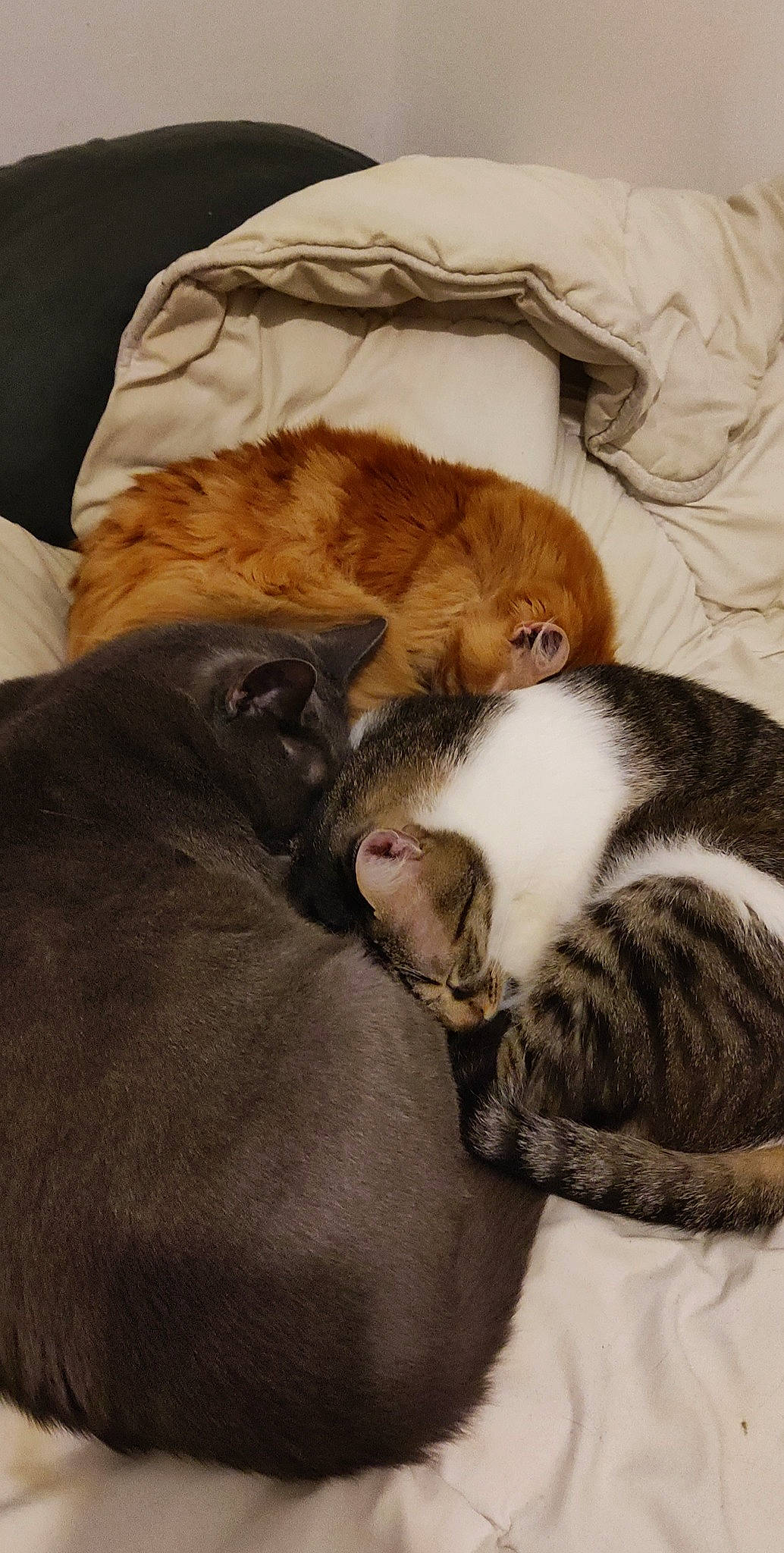 Charlie participe au concours pour gagner de l'argent avec cette photo : brown, carnivore, cat, comfort, companion_dog, dog_breed, domestic_short_haired_cat, fawn, felidae, fur, liver, mammal, paw, small_to_medium_sized_cats, snout, sporting_group, tail, vertebrate, whiskers, wood