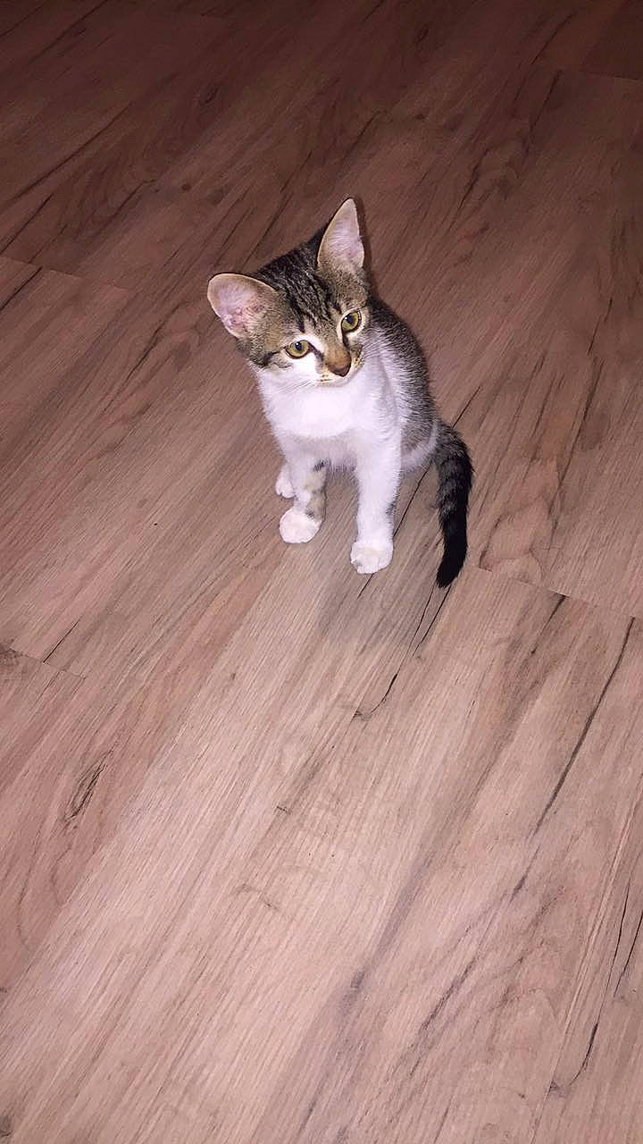 Charlie a rejoint le concours — aidez-le/la à gagner de superbes lots ! carnivore, cat, domestic_short_haired_cat, fawn, felidae, flooring, foot, fur, hardwood, laminate_flooring, paw, plank, plywood, small_to_medium_sized_cats, tail, varnish, whiskers, wood, wood_flooring, wood_stain