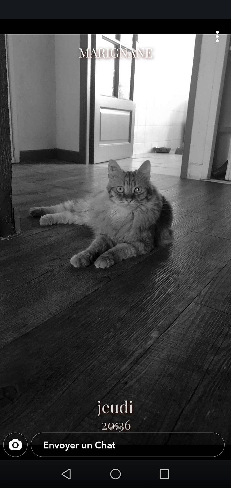 Lily participe au concours pour gagner de l'argent avec cette photo : black_and_white, carnivore, cat, comfort, door, eye, fawn, felidae, floor, flooring, grey, hardwood, iris, monochrome, monochrome_photography, small_to_medium_sized_cats, snout, tail, whiskers, wood