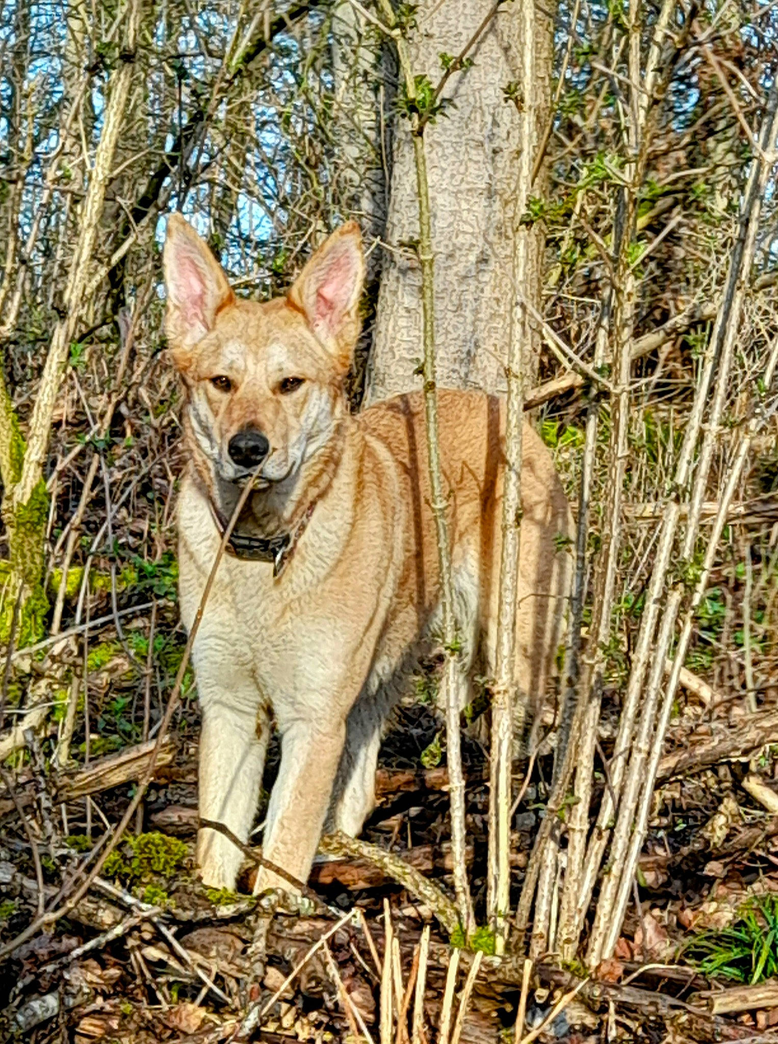 Freya participe au concours pour gagner de l'argent avec cette photo : canis, carnivore, companion_dog, dog, dog_breed, fawn, forest, fur, grass, natural_landscape, plant, plant_stem, tail, terrestrial_animal, tree, trunk, twig, wildlife, wood, woodland