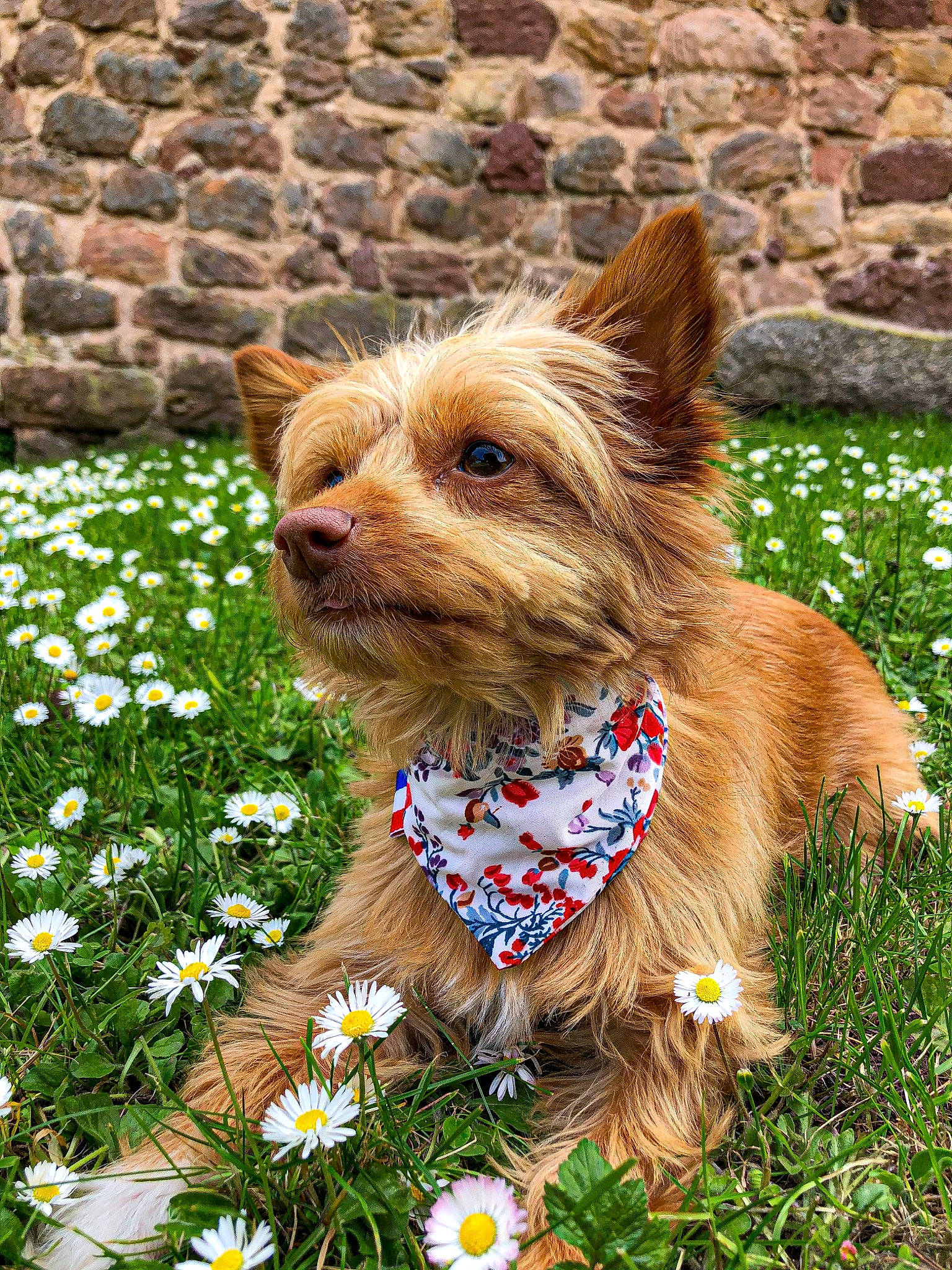 Ellie a rejoint le concours — aidez-le/la à gagner de superbes lots ! australian_silky_terrier, australian_terrier, biewer_terrier, cairn_terrier, canidae, carnivore, companion_dog, dog, dog_breed, flower, grass, mammal, norwich_terrier, plant, rare_breed_dog, small_terrier, terrier, vertebrate, wildflower, yorkshire_terrier