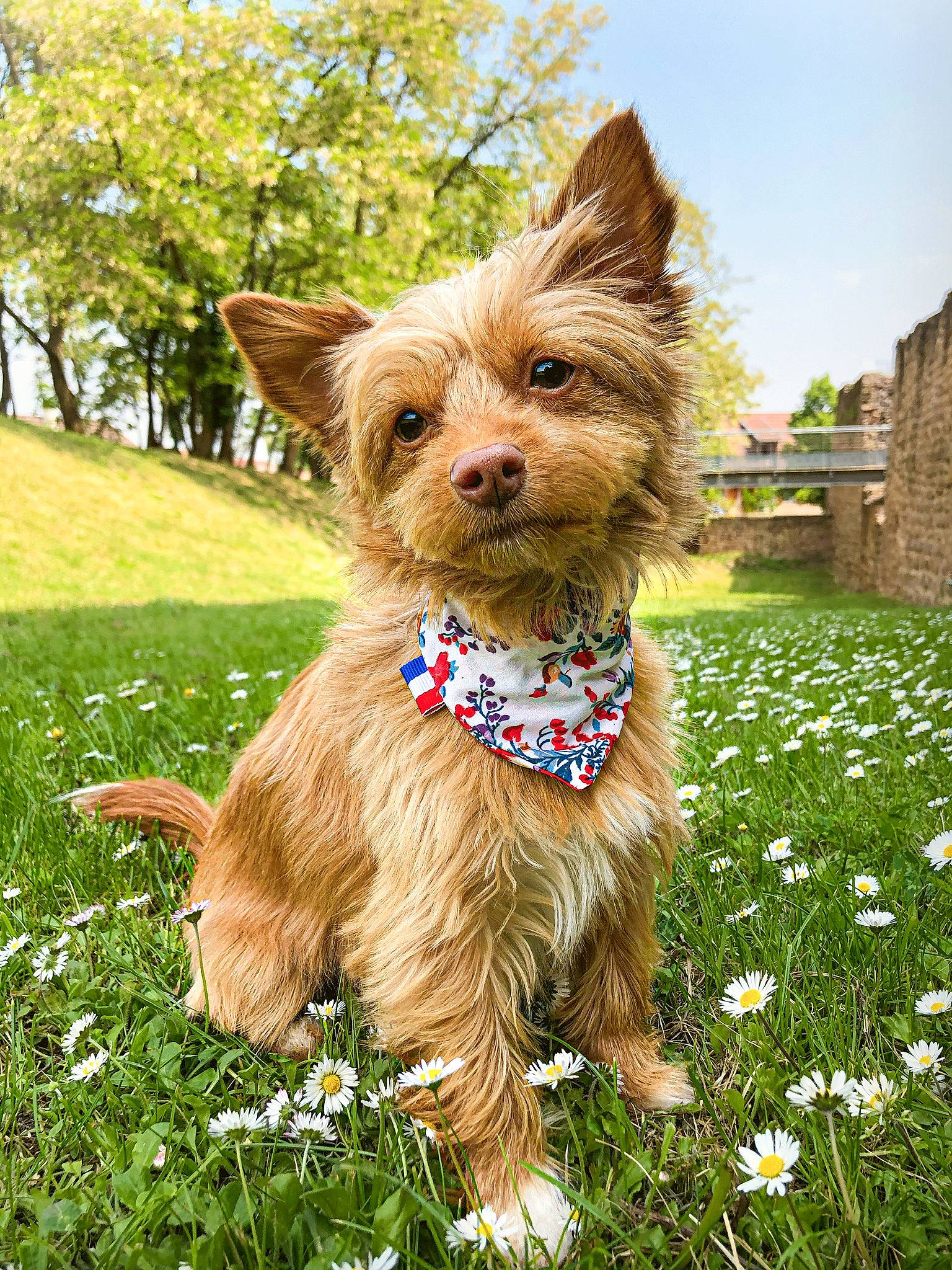 Ellie a rejoint le concours — aidez-le/la à gagner de superbes lots ! australian_silky_terrier, australian_terrier, cairn_terrier, canidae, carnivore, companion_dog, dog, dog_breed, grass, mammal, norwich_terrier, plant, puppy, rare_breed_dog, small_terrier, sporting_group, terrier, vertebrate, yorkipoo, yorkshire_terrier