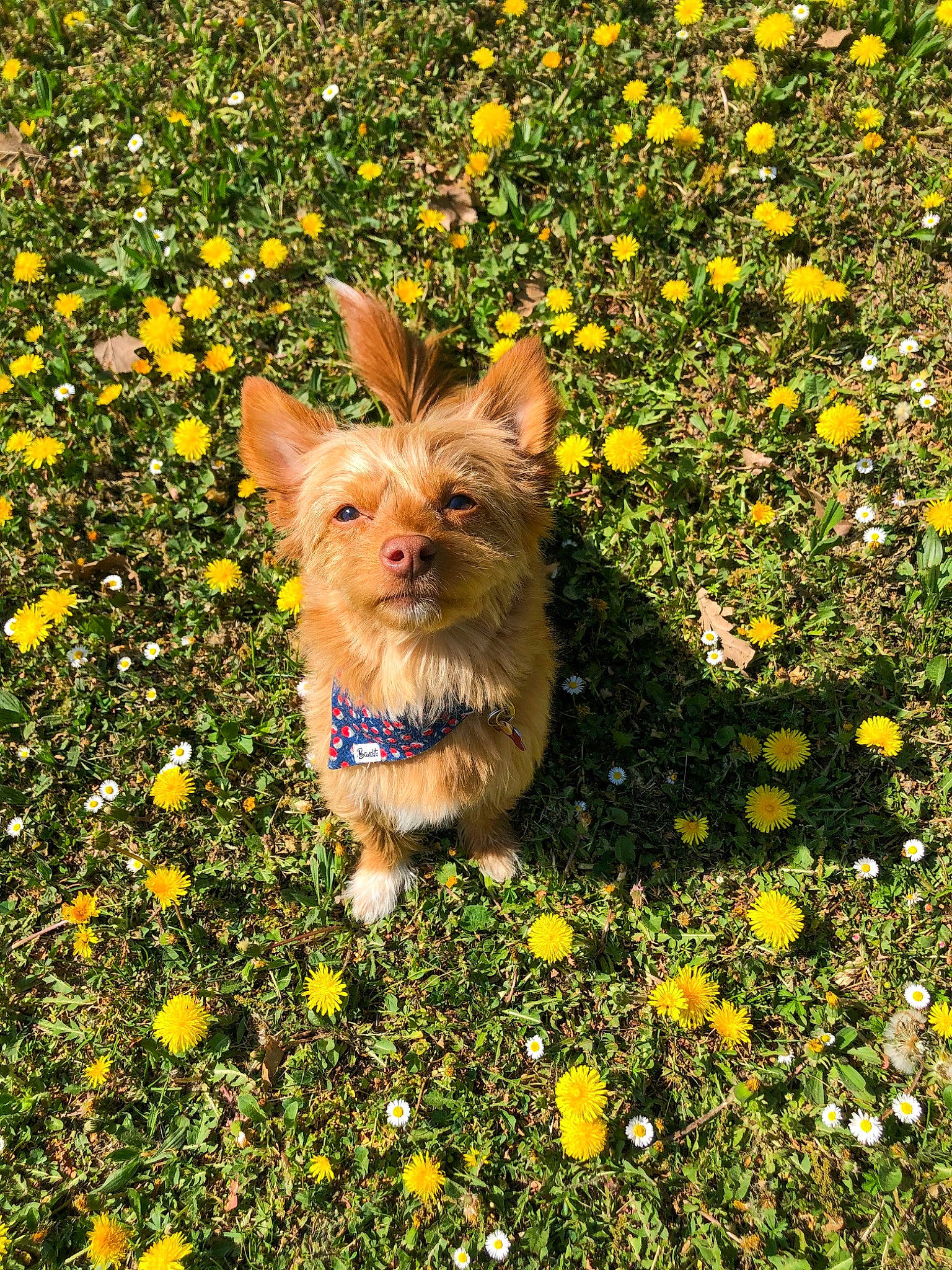 Ellie participe au concours pour gagner de l'argent avec cette photo : canidae, carnivore, companion_dog, dog, dog_breed, flower, grass, groundcover, lawn, mammal, meadow, norwich_terrier, plant, puppy, shrub, spring, terrier, wildflower, yorkshire_terrier