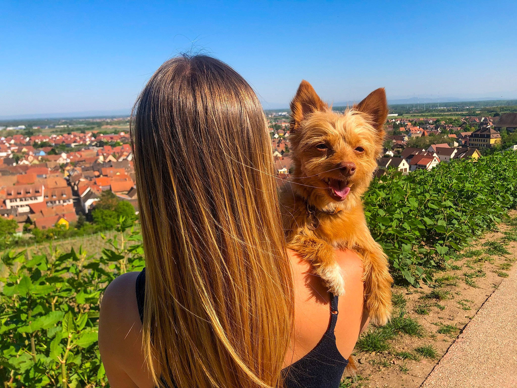 Ellie participe au concours pour gagner de l'argent avec cette photo : australian_silky_terrier, australian_terrier, blond, brown_hair, canidae, carnivore, companion_dog, dog, dog_breed, fawn, hair, hairstyle, long_hair, norwich_terrier, photography, small_terrier, summer, terrier, tree, yorkshire_terrier