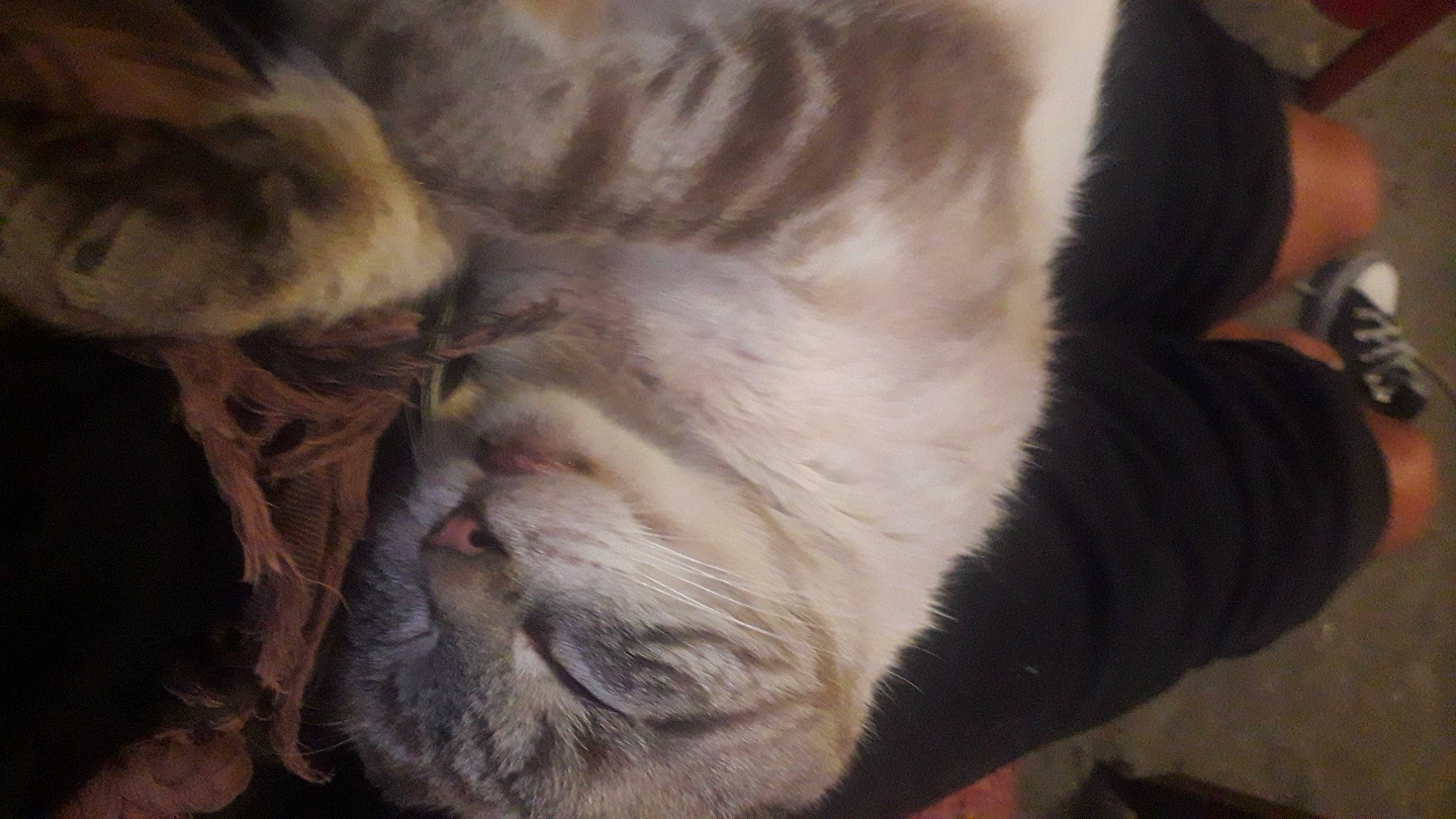 Merdouille a rejoint le concours — aidez-le/la à gagner de superbes lots ! carnivore, cat, close_up, comfort, fawn, felidae, fur, nap, sleep, small_to_medium_sized_cats, snout, terrestrial_animal, vertebrate, whiskers