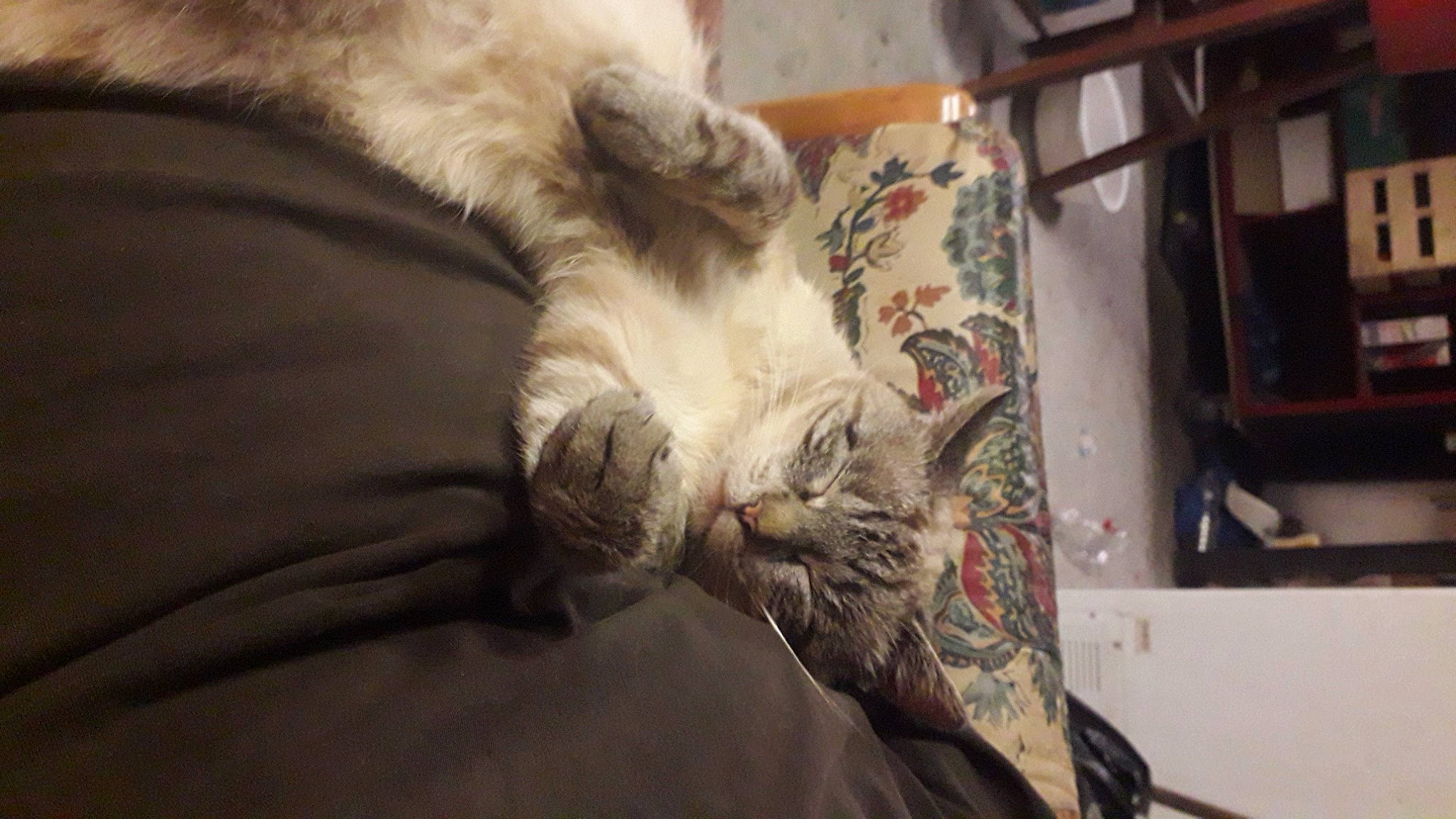 Merdouille participe au concours pour gagner de l'argent avec cette photo : box, carnivore, cat, claw, comfort, domestic_short_haired_cat, felidae, fur, paw, small_to_medium_sized_cats, snout, vertebrate, whiskers