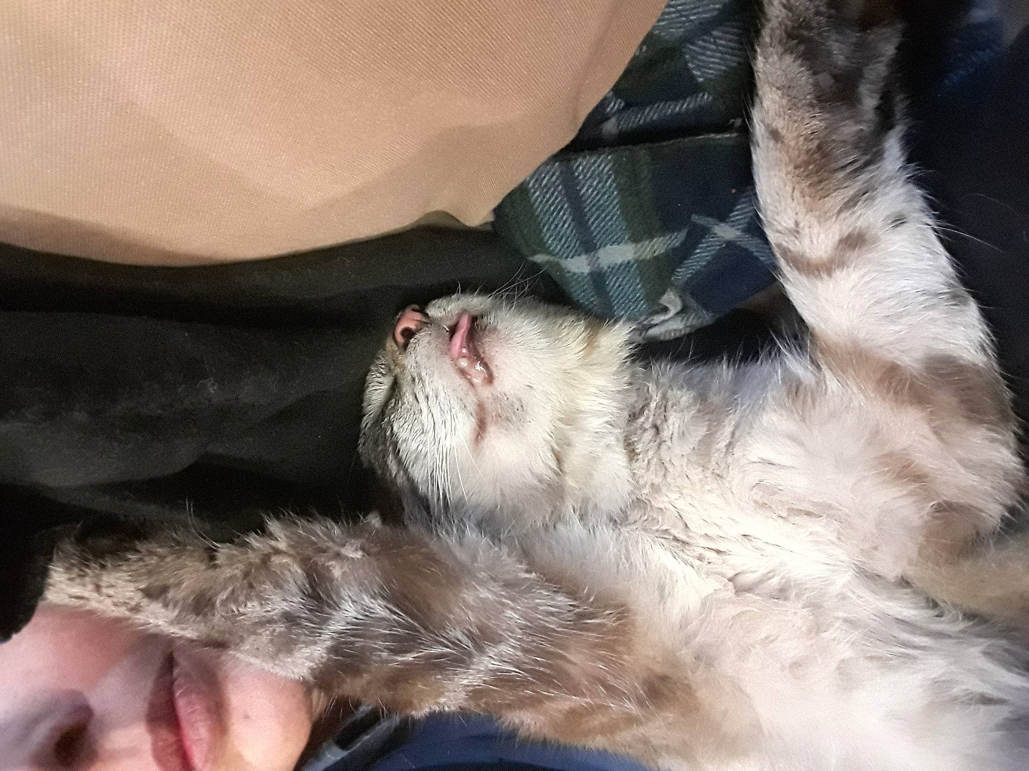 Merdouille participe au concours pour gagner de l'argent avec cette photo : beige, carnivore, cat, claw, close_up, comfort, facial_expression, felidae, fur, organ, paw, skin, small_to_medium_sized_cats, snout, terrestrial_animal, toe, tongue, tooth, vertebrate, whiskers