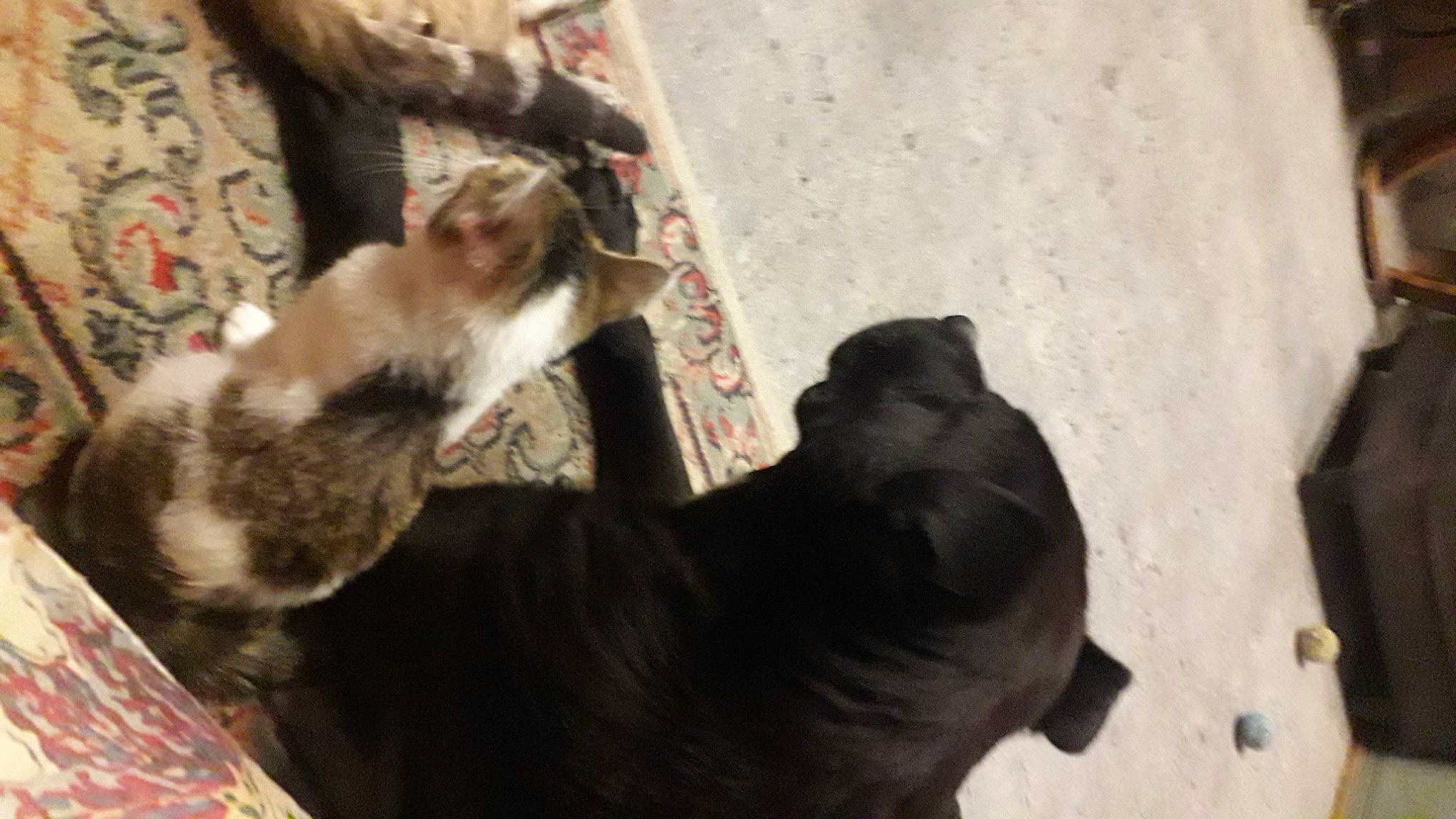 Lithan a rejoint le concours — aidez-le/la à gagner de superbes lots ! carnivore, cat, collar, comfort, dog_breed, domestic_short_haired_cat, felidae, fur, small_to_medium_sized_cats, snout, tail, terrestrial_animal, vertebrate, whiskers, working_animal