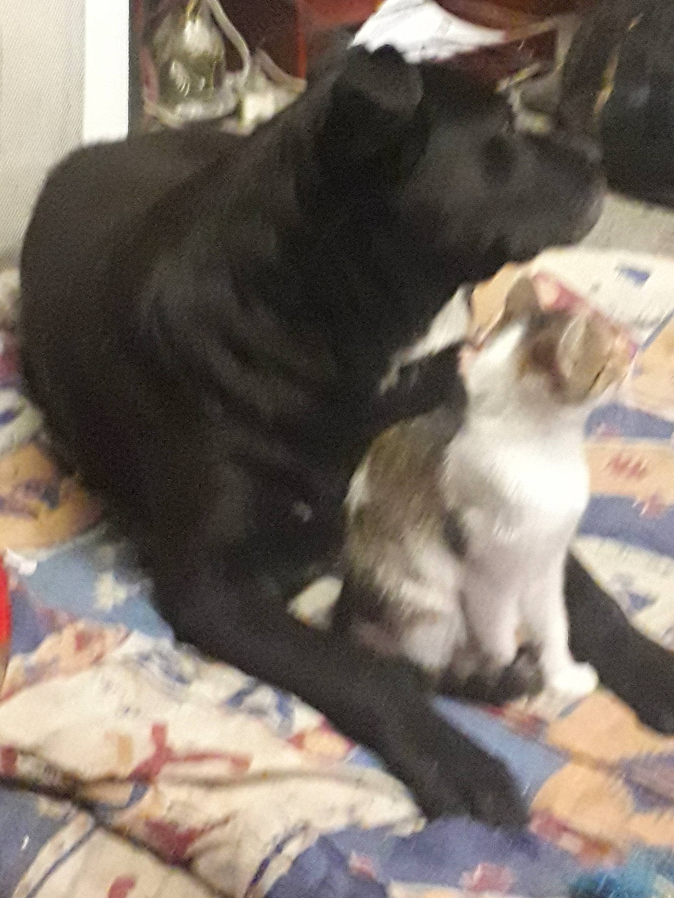 Lithan participe au concours pour gagner de l'argent avec cette photo : carnivore, cat, comfort, domestic_short_haired_cat, felidae, fur, linens, paw, small_to_medium_sized_cats, tail, terrestrial_animal, vertebrate, whiskers