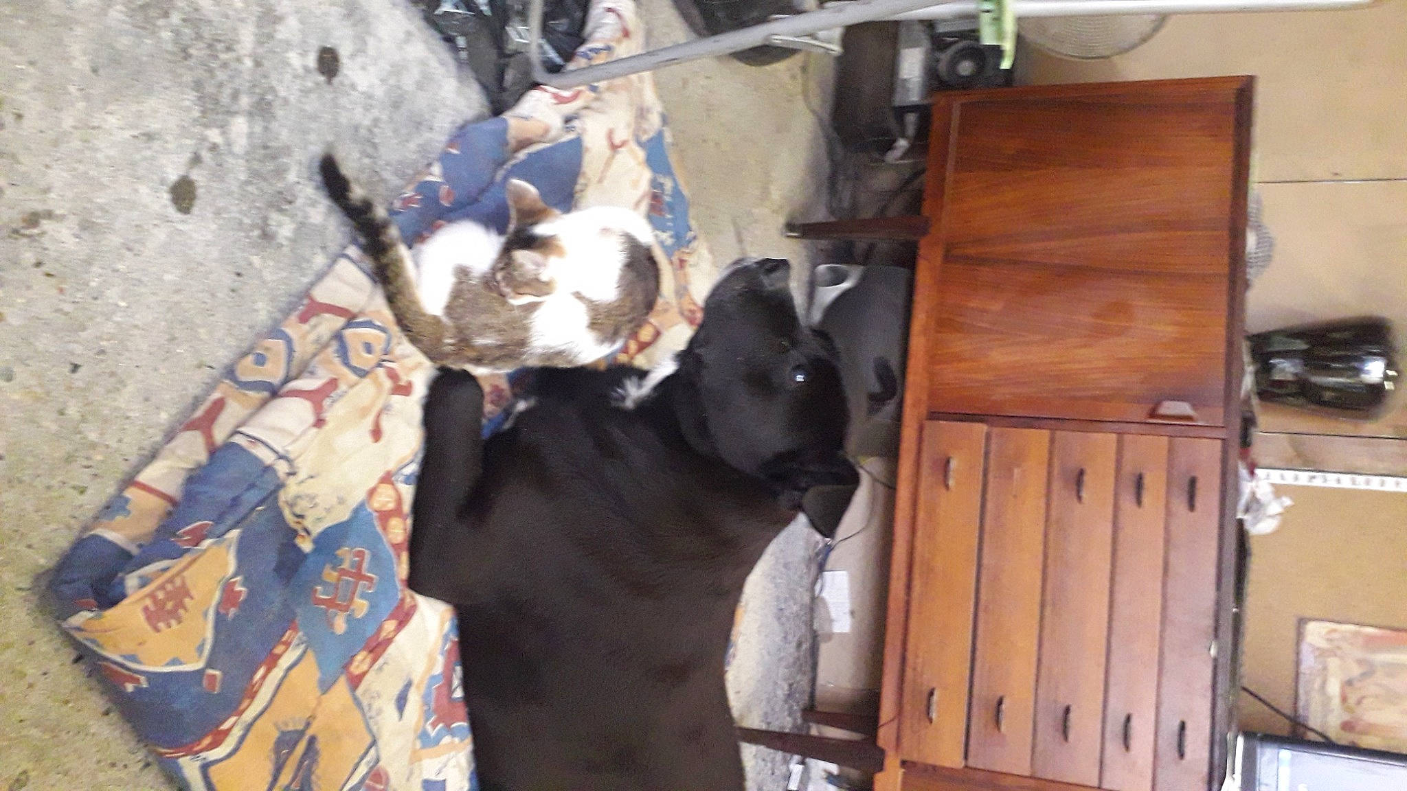 Lithan participe au concours pour gagner de l'argent avec cette photo : bovine, cabinetry, fur, hardwood, home_door, livestock, pack_animal, plywood, snout, wood, wood_stain, working_animal