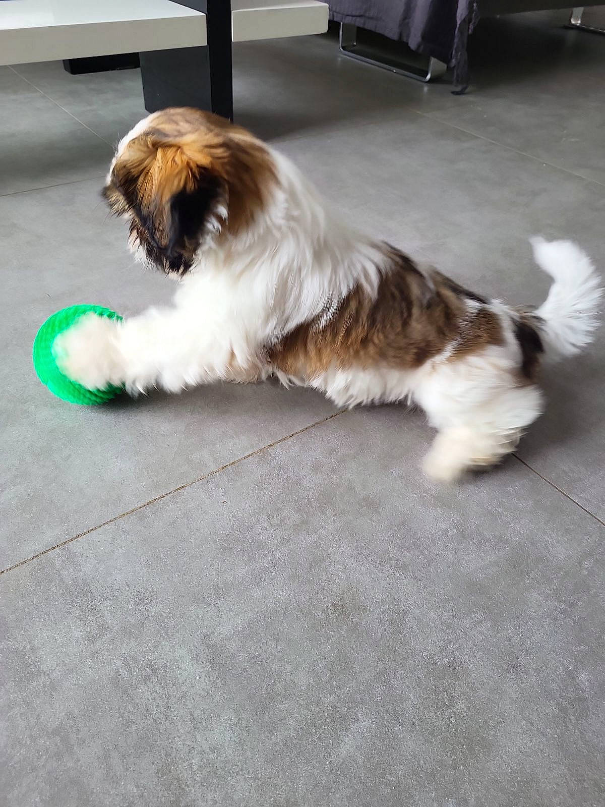 Vayana a rejoint le concours — aidez-le/la à gagner de superbes lots ! asphalt, cabinetry, carnivore, companion_dog, dog, dog_breed, dog_supply, fawn, flooring, fur, liver, paw, road_surface, shih_tzu, small_terrier, sporting_group, tail, terrier, toy_dog, working_animal