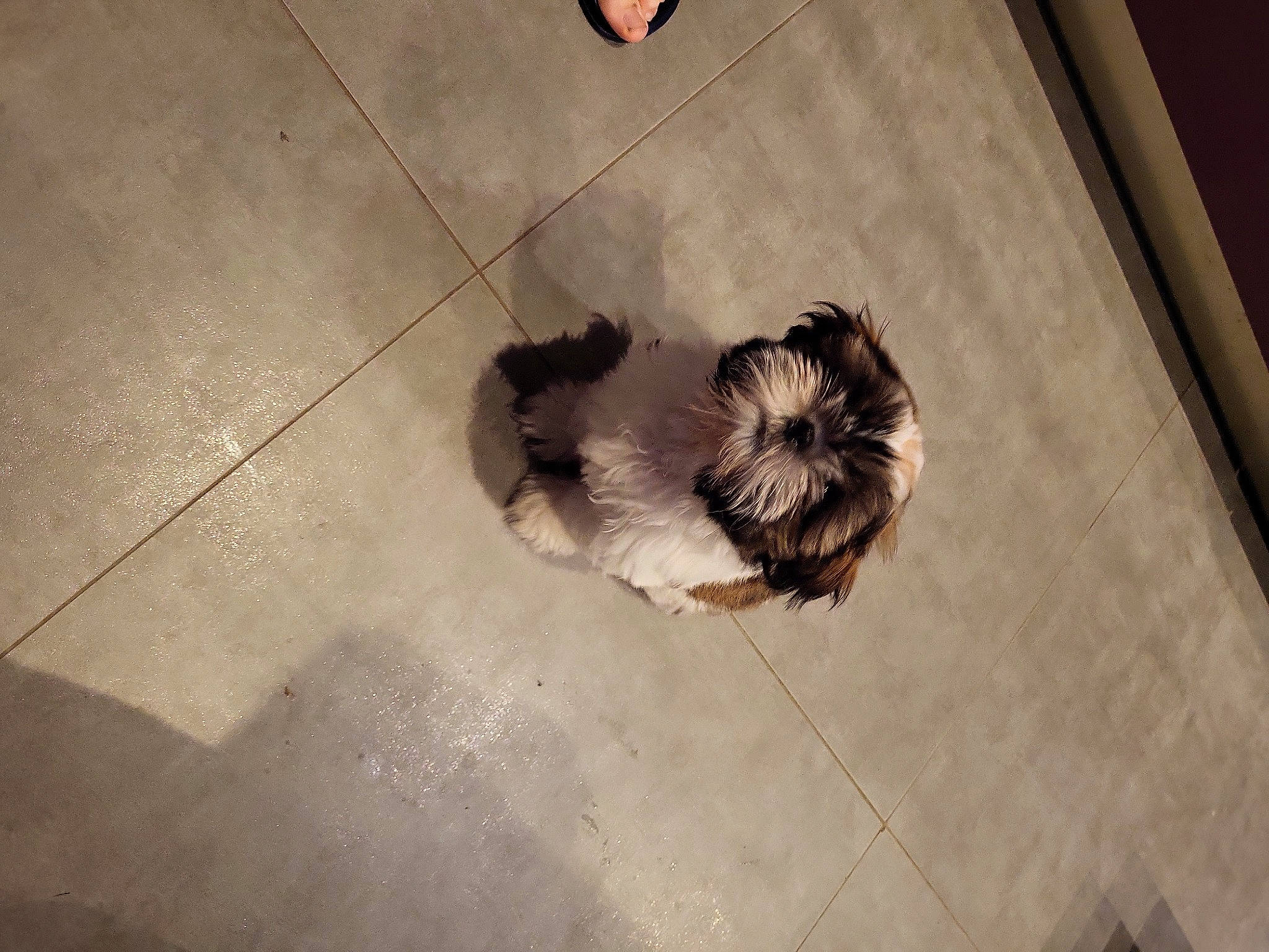 Vayana participe au concours pour gagner de l'argent avec cette photo : art, companion_dog, dog_breed, fashion_accessory, fawn, felidae, floor, flooring, fur, hardwood, human_leg, paw, petal, road_surface, sidewalk, small_to_medium_sized_cats, tints_and_shades, toy_dog, whiskers, wood