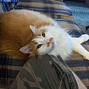 Rom joined the competition — help win amazing prizes! cat, orange_cat, white_cat, fluffy, pet, animal, indoor, couch, plaid_couch, fabric, person, knee, camo_pants, relaxing, resting, fur, whiskers, ears, eyes, cozy