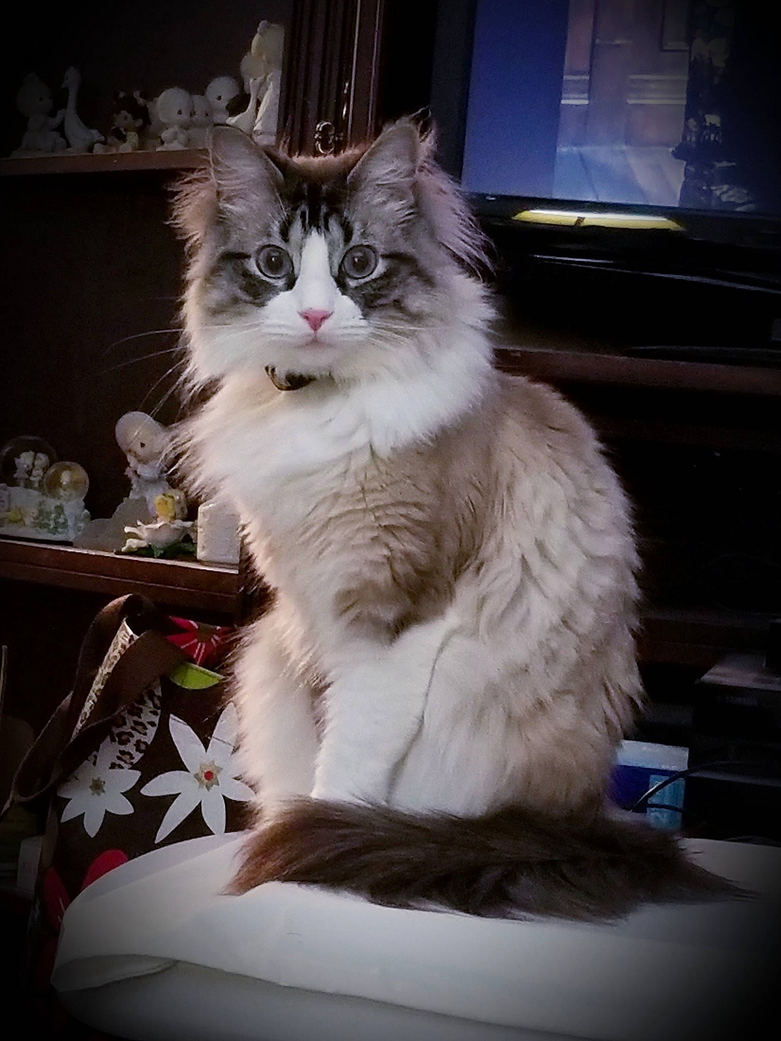 Mickey is registered to the contest to win money with this photo: art, british_longhair, carnivore, cat, comfort, darkness, felidae, fur, paw, sitting, small_to_medium_sized_cats, tail, whiskers, window