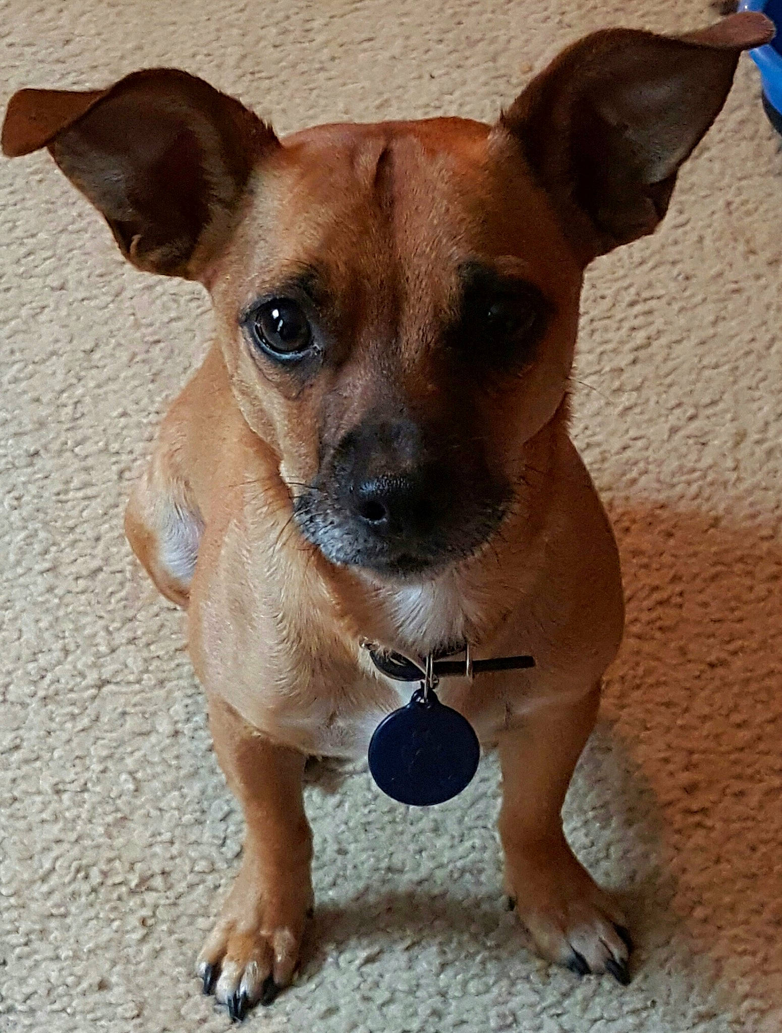 Andy is registered to the contest to win money with this photo: canidae, carnivore, collar, companion_dog, dog, dog_breed, dog_collar, dog_supply, fawn, fur, non_sporting_group, paw, pet_supply, puppy, snout, sporting_group, terrestrial_animal, toy_dog, whiskers, working_animal