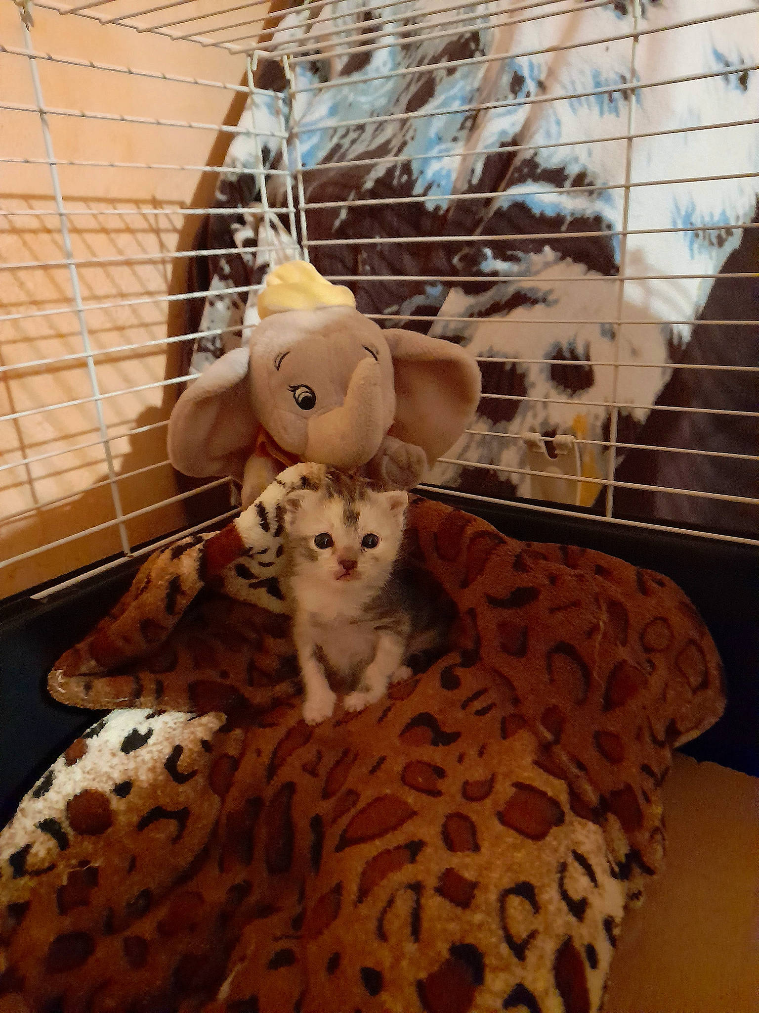 Bella participe au concours pour gagner de l'argent avec cette photo : cage, carnivore, comfort, companion_dog, dog_breed, dog_supply, domestic_short_haired_cat, fawn, felidae, flooring, fur, mammal, pet_supply, small_to_medium_sized_cats, tail, toy, toy_dog, vertebrate, whiskers, wood
