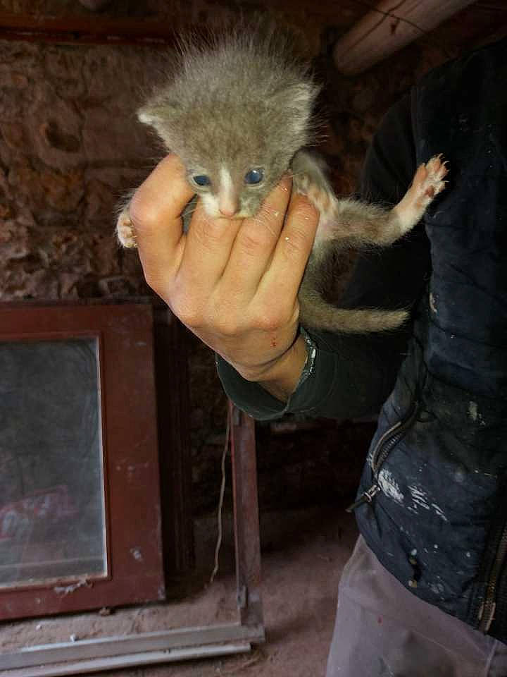 Bella a rejoint le concours — aidez-le/la à gagner de superbes lots ! carnivore, claw, electric_blue, felidae, fur, gesture, small_to_medium_sized_cats, tail, terrestrial_animal, whiskers, wildlife