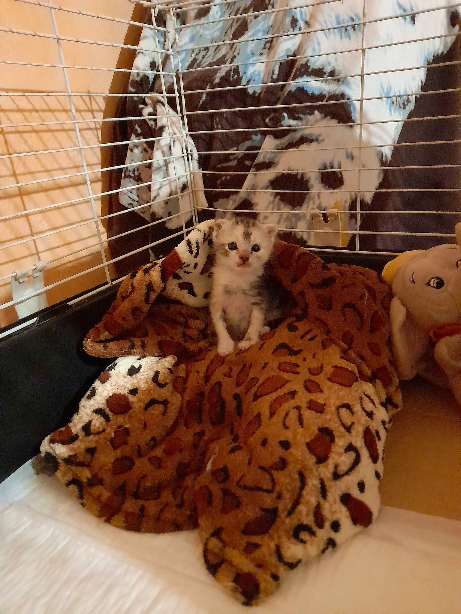 Bella participe au concours pour gagner de l'argent avec cette photo : big_cats, carnivore, comfort, companion_dog, dog_breed, dog_supply, fawn, felidae, fur, leopard, linens, mesh, pet_supply, small_to_medium_sized_cats, snout, stuffed_toy, terrestrial_animal, toy, whiskers, wood