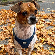 Alec participe au concours pour gagner de l'argent avec cette photo : dog, small_dog, autumn_leaves, outdoor, pet, animal, brown_dog, white_spots, blue_harness, fall, nature, close_up, curious, ears_up, short_fur, pavement, leaf_litter, daylight, canine, cute