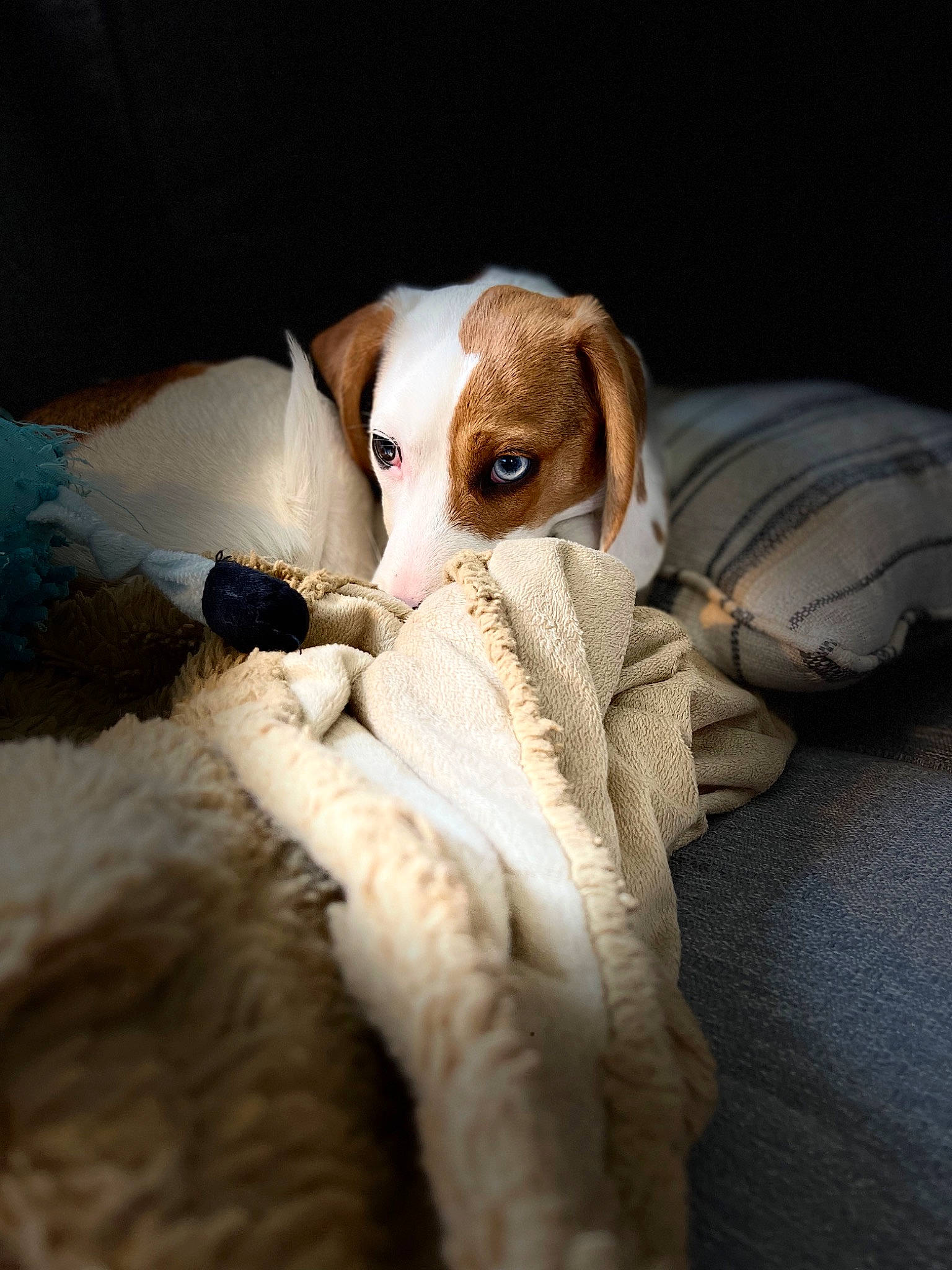 Patton is registered to the contest to win money with this photo: canidae, carnivore, comfort, companion_dog, dog, dog_breed, ear, fawn, fur, hound, linens, paw, puppy, scent_hound, snout, sporting_group, stuffed_toy, toy, whiskers, working_animal