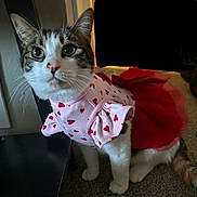 Scarlett is registered to the contest to win money with this photo: abyssinian, angora, animal, cat, clothing, costume, dress, face, formalwear, hardwood, head, indoors, kitten, manx, pattern, person, pet, photography, portrait, wood