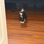 Shadow is registered to the contest to win money with this photo: cat, kitten, tuxedo_cat, indoor, wooden_floor, door, furniture, collar, bell, pet, animal, curious, sitting, black_and_white, flooring, home, domestic, feline, young_cat, quiet