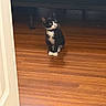 cat, kitten, tuxedo_cat, indoor, wooden_floor, door, furniture, collar, bell, pet, animal, curious, sitting, black_and_white, flooring, home, domestic, feline, young_cat, quiet